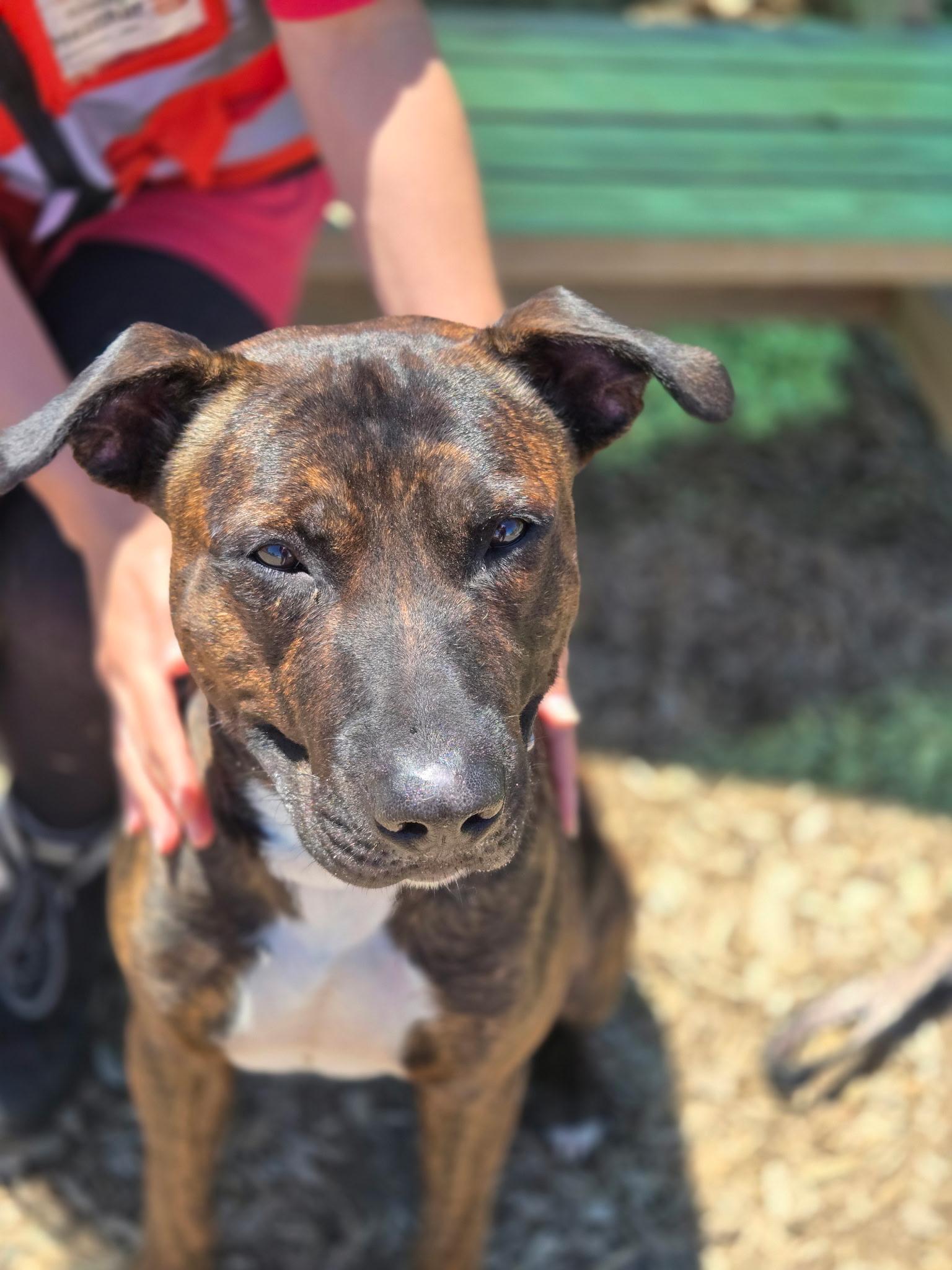Enlarge Chop, an adoptable mixed breed in Elyria, OH image 4/6