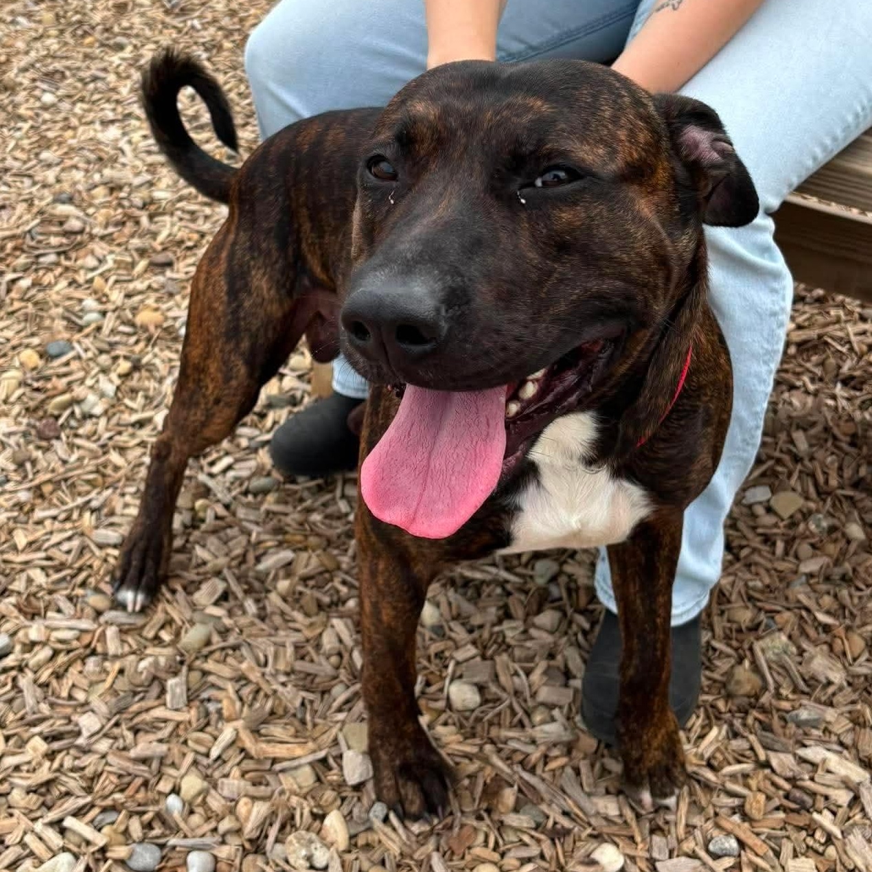 Enlarge Chop, an adoptable mixed breed in Elyria, OH image 2/6