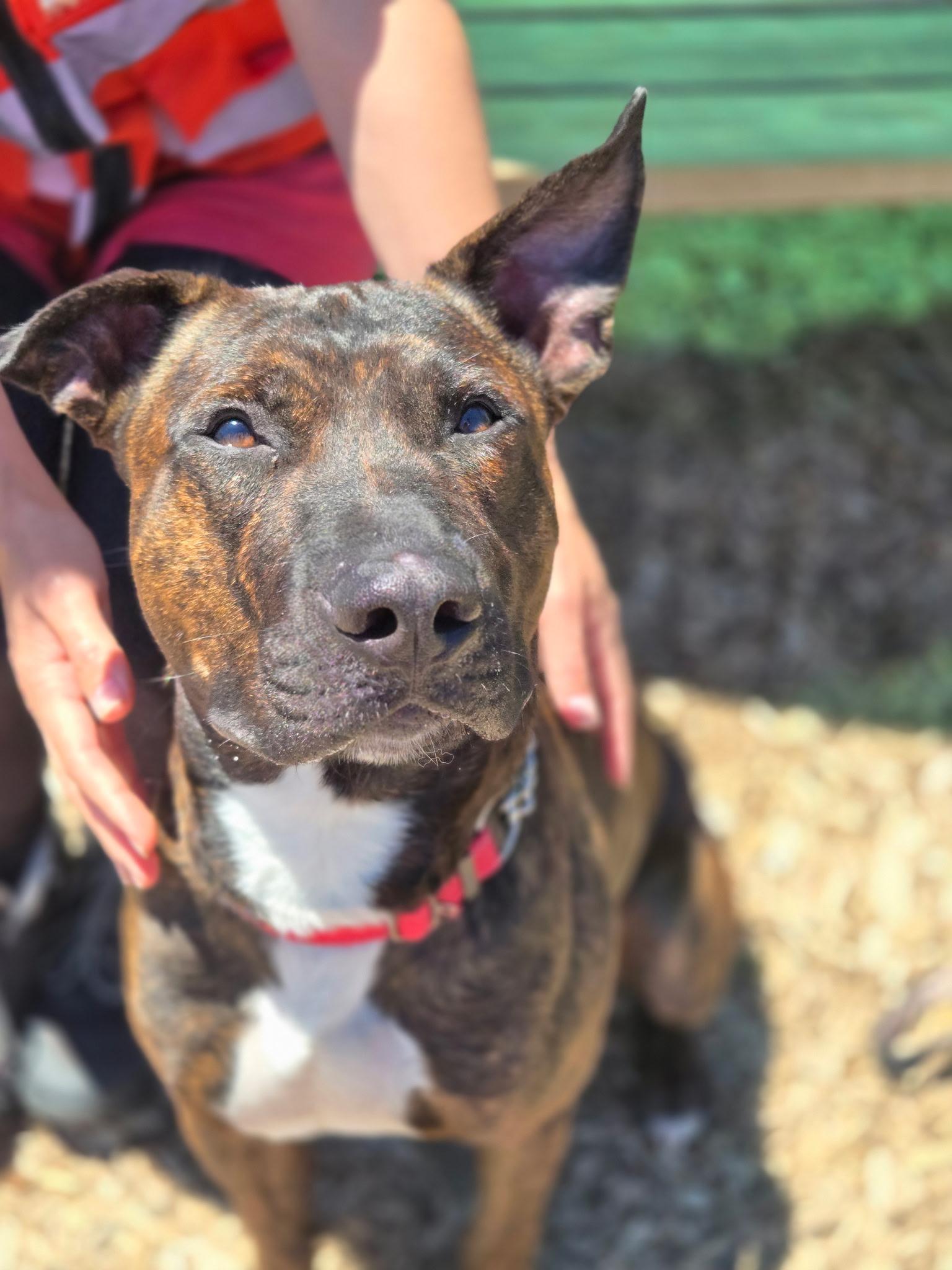 Chop, adoptable, Adult Male Terrier & Pit Bull Terrier.