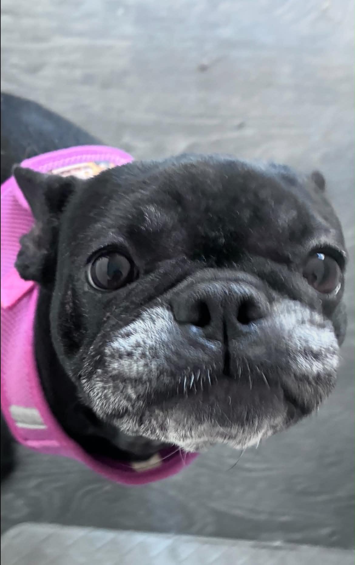 Enlarge Lucy, a Adoptable French Bulldog in St. Clair Shores, MI image 1/5