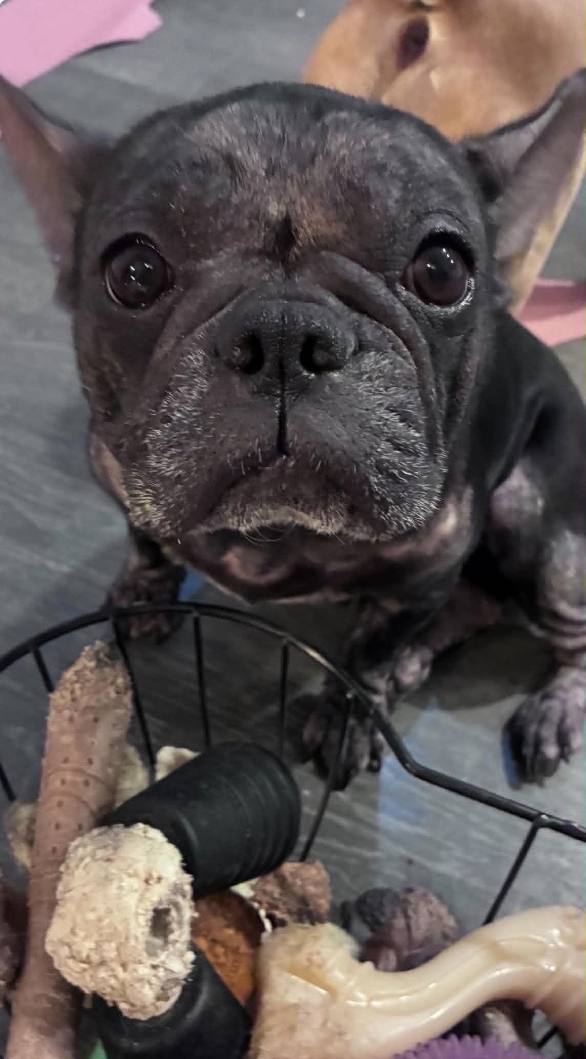 Enlarge Lucy, a Adoptable French Bulldog in St. Clair Shores, MI image 3/5
