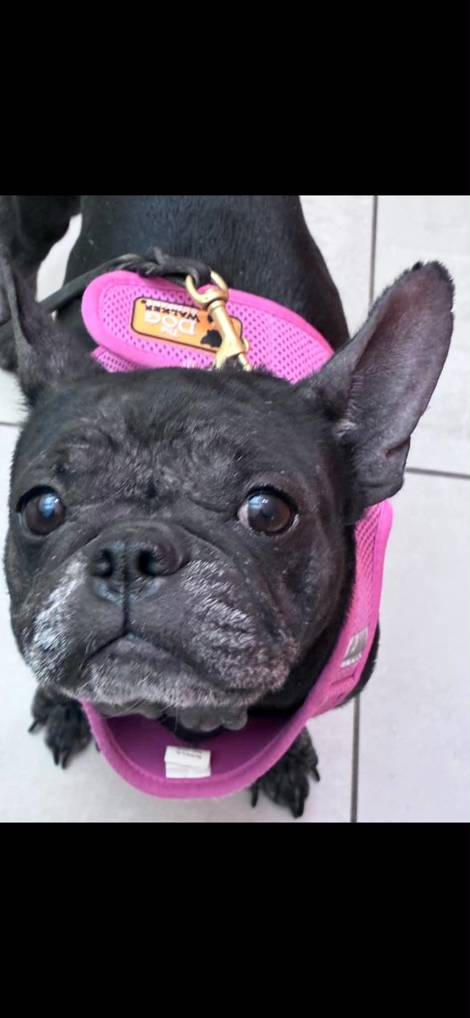 Enlarge Lucy, a Adoptable French Bulldog in St. Clair Shores, MI image 5/5