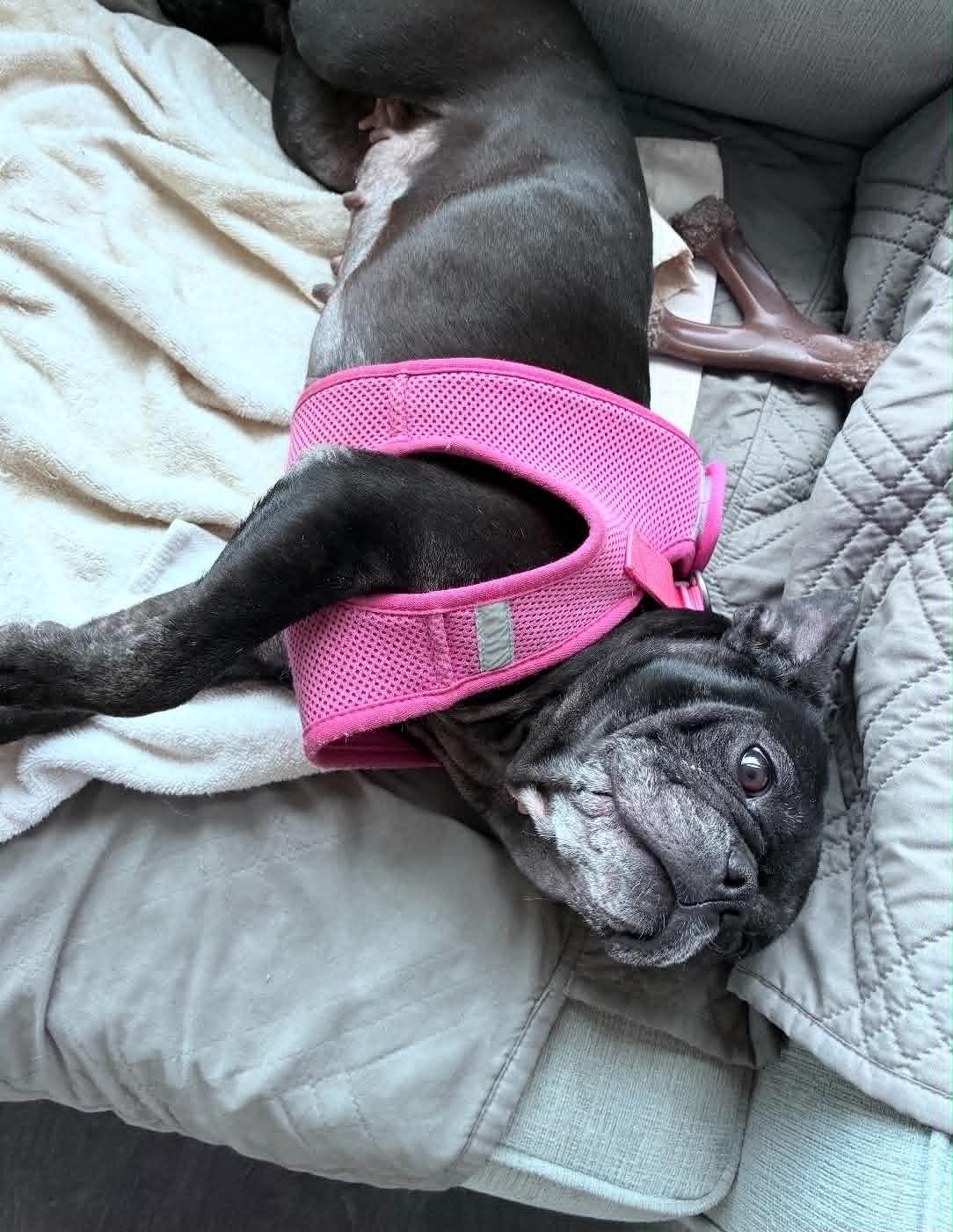 Enlarge Lucy, a Adoptable French Bulldog in St. Clair Shores, MI image 2/5