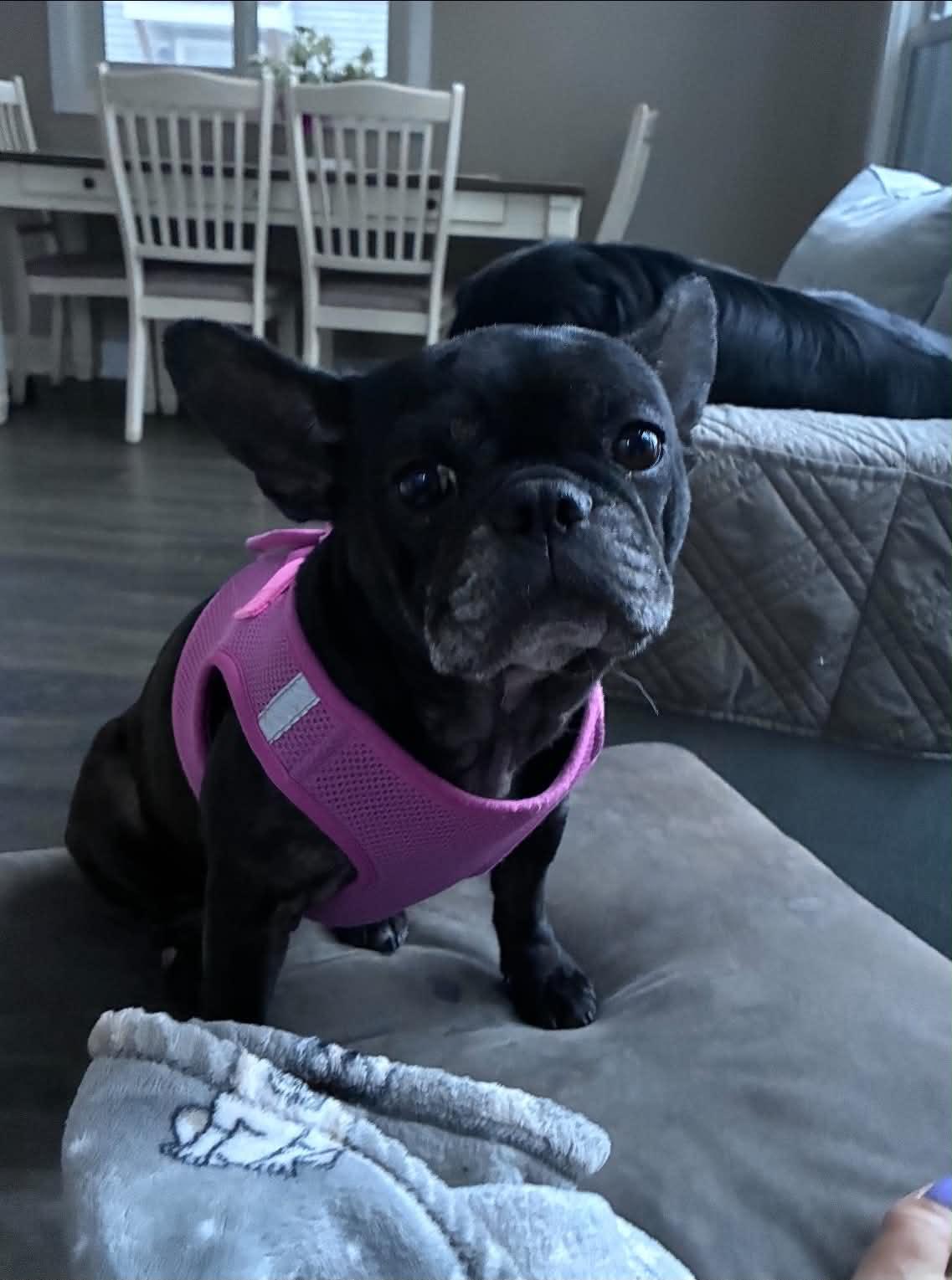 Enlarge Lucy, a Adoptable French Bulldog in St. Clair Shores, MI image 4/5