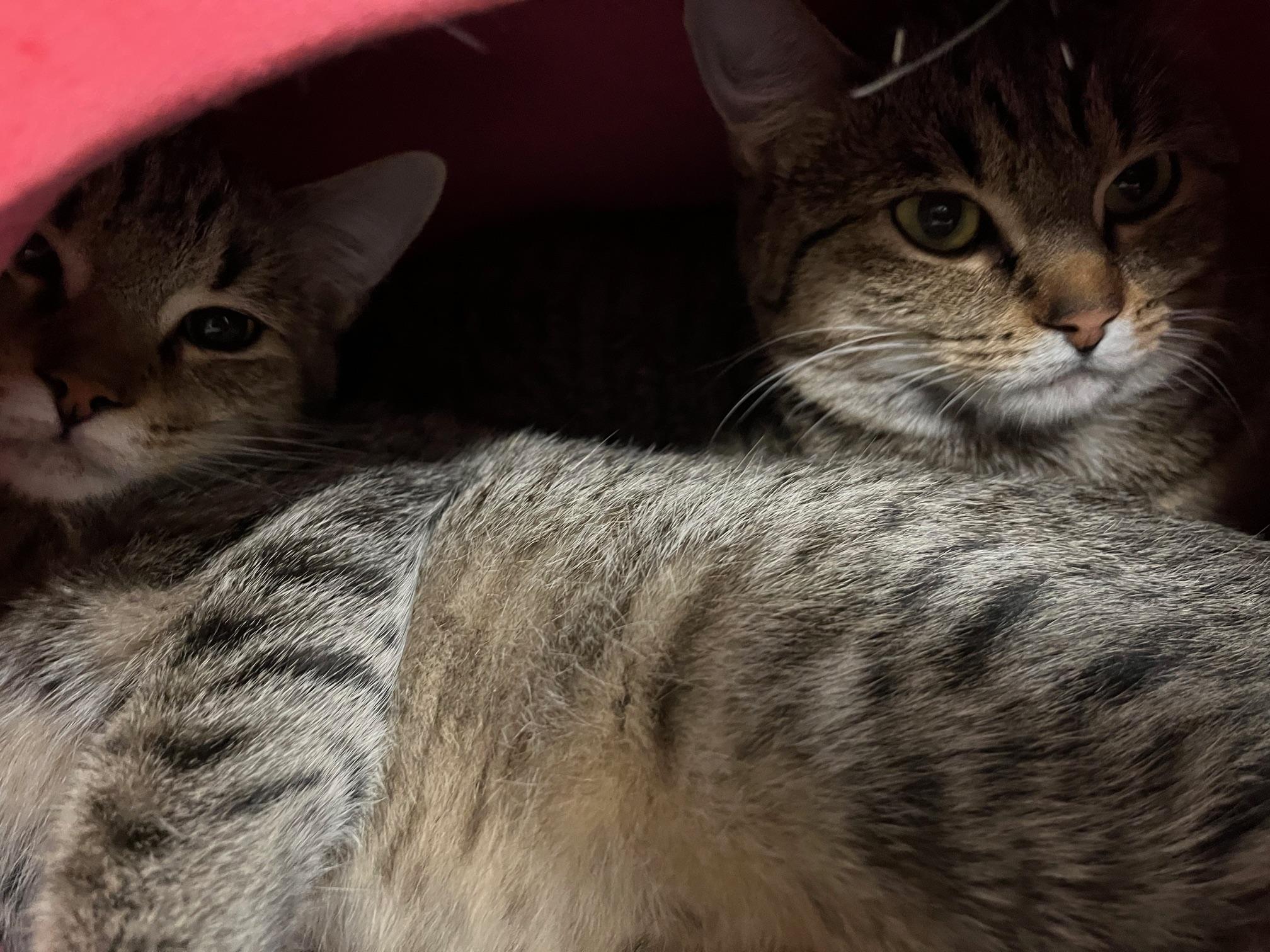 Enlarge Spice & Sage, a Adoptable Domestic Short Hair in St Thomas, ON image 4/5