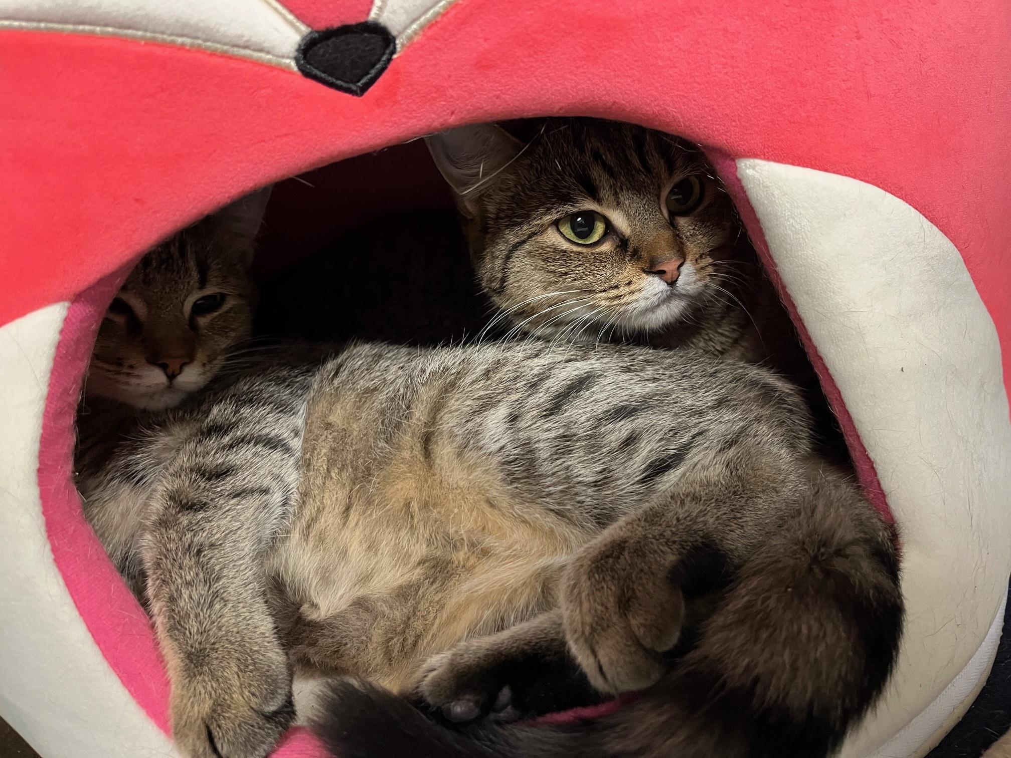 Spice & Sage, Adoptable, Young Female Domestic Short Hair.