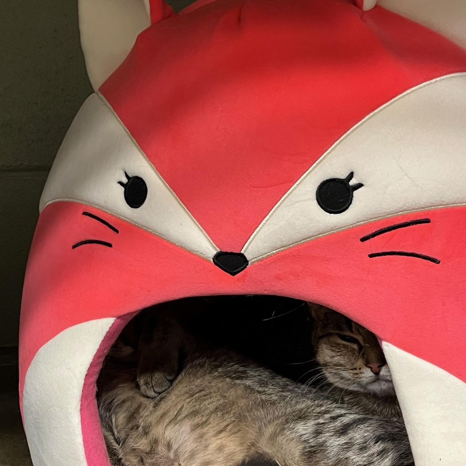 Enlarge Spice & Sage, a Adoptable Domestic Short Hair in St Thomas, ON image 3/5