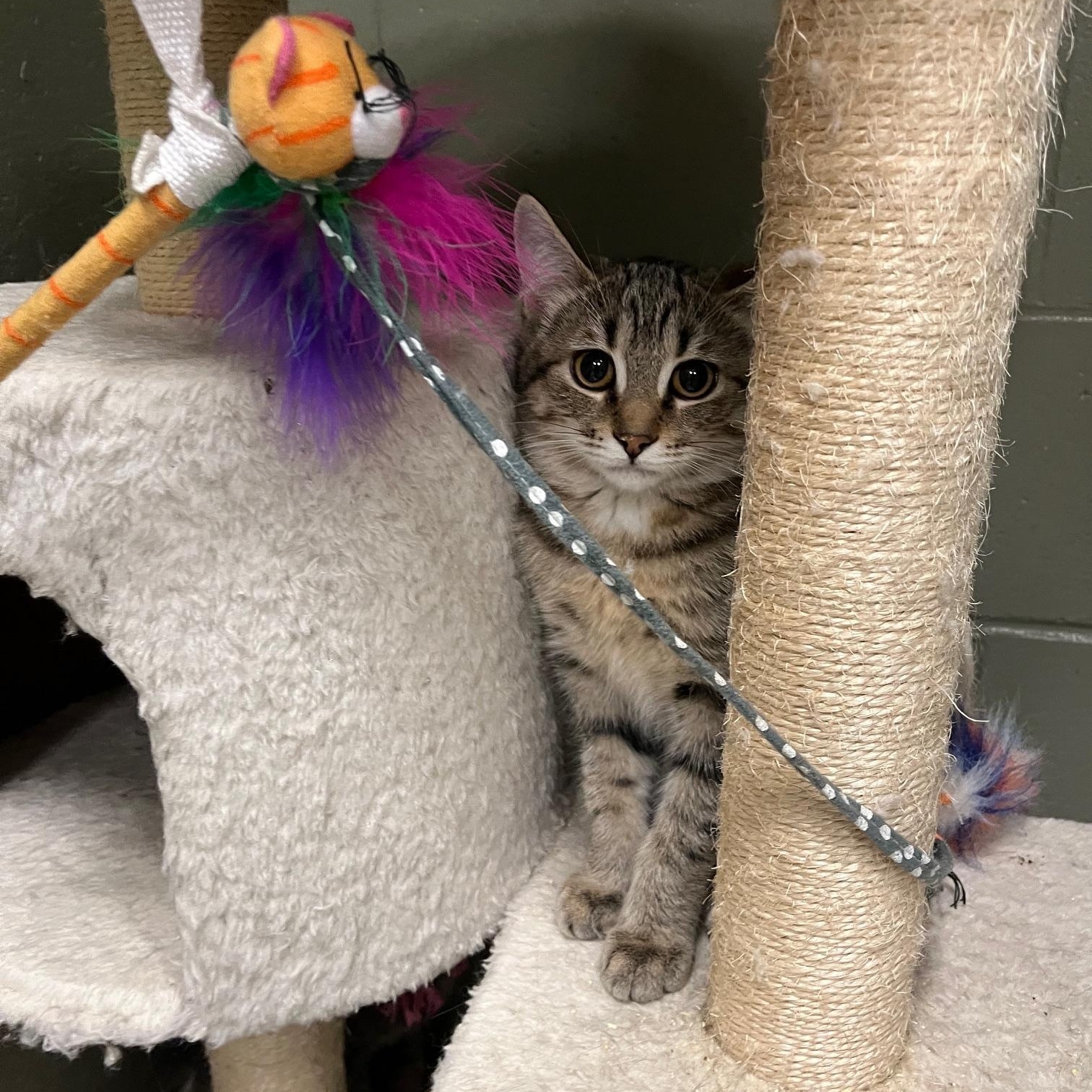 Spice & Sage, Adoptable, Young Female Domestic Short Hair.