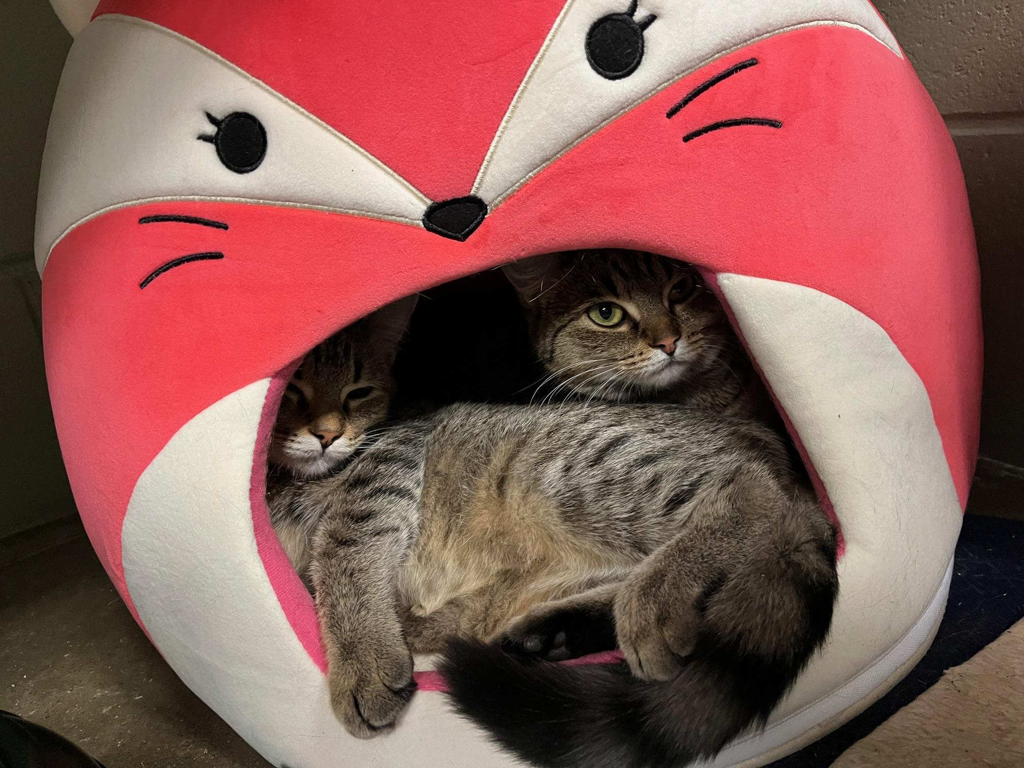 Enlarge Spice & Sage, a Adoptable Domestic Short Hair in St Thomas, ON image 2/5