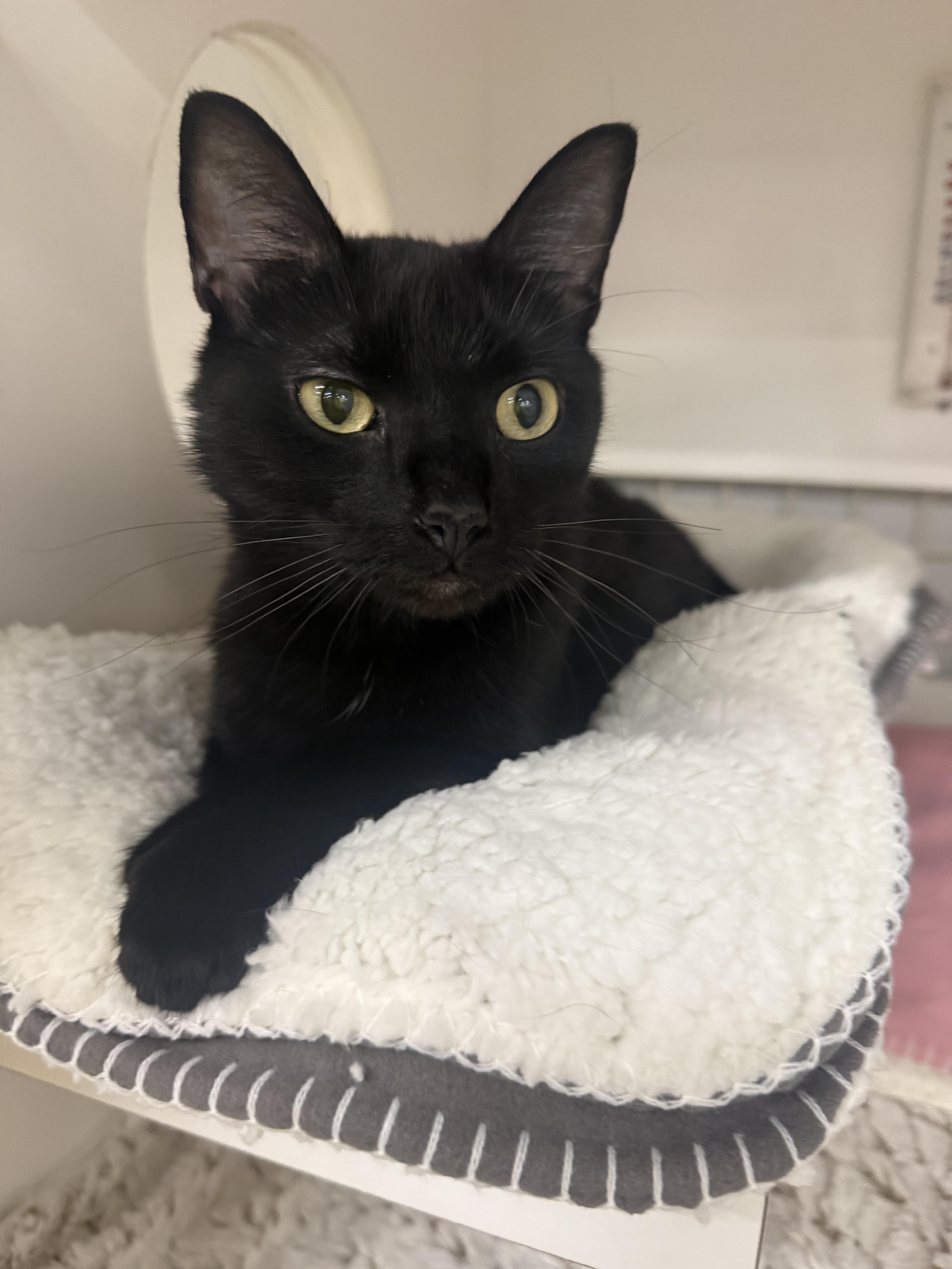Stella Luna, adopted, Young Female Domestic Short Hair.