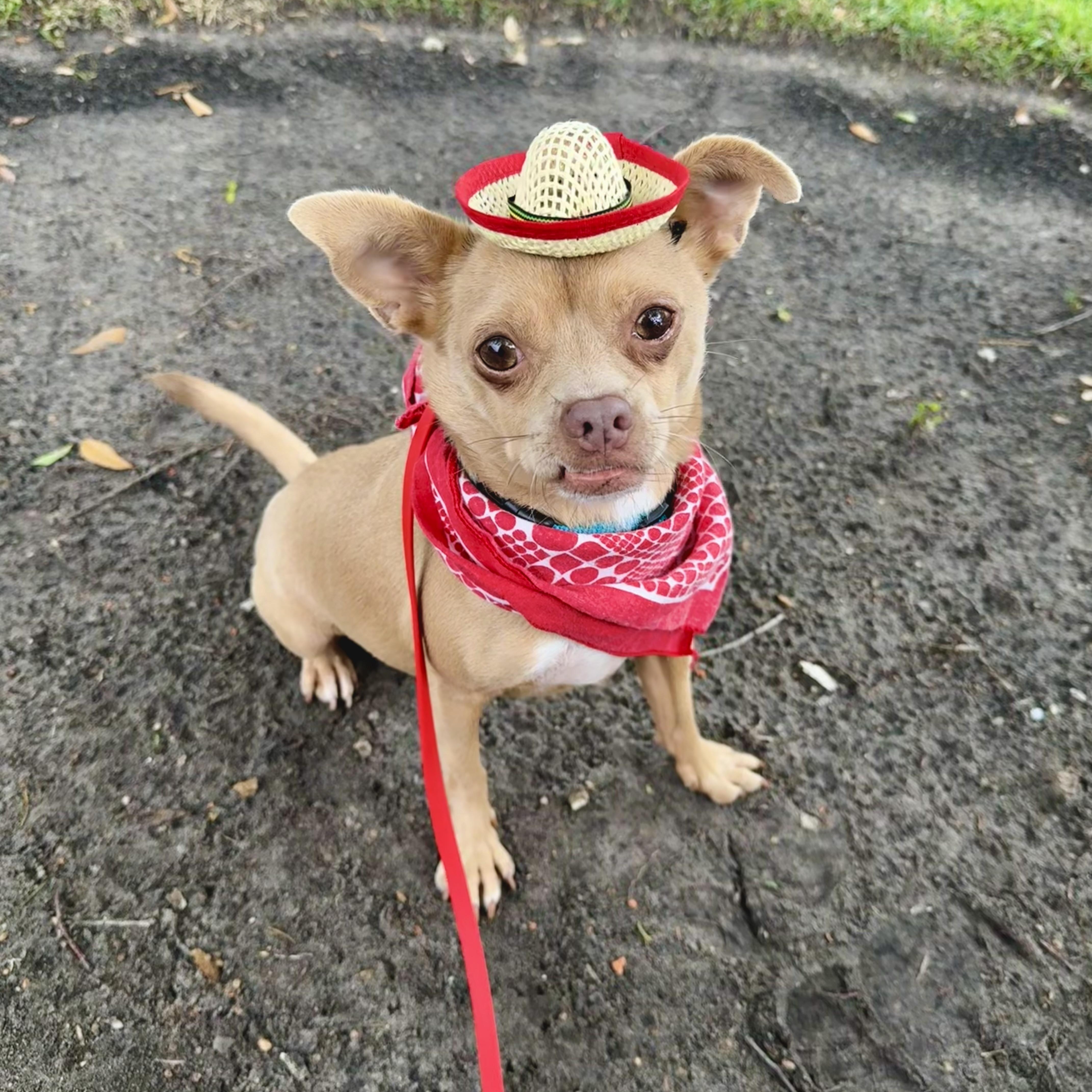 Diego, an adopted mixed breed in Frisco, TX image 1/5