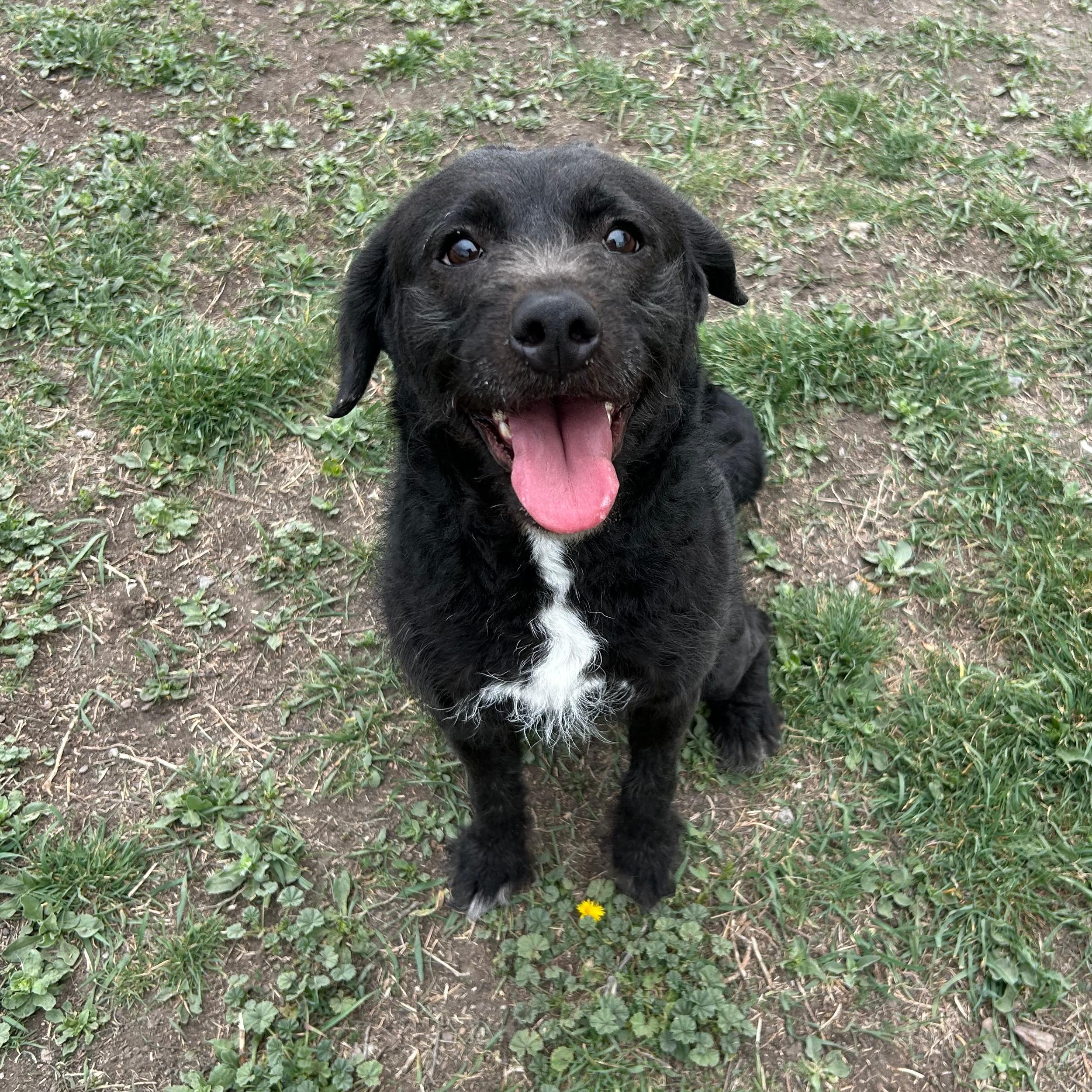 Enlarge Licorice, an adopted Mixed Breed in Lindon, UT image 1/5