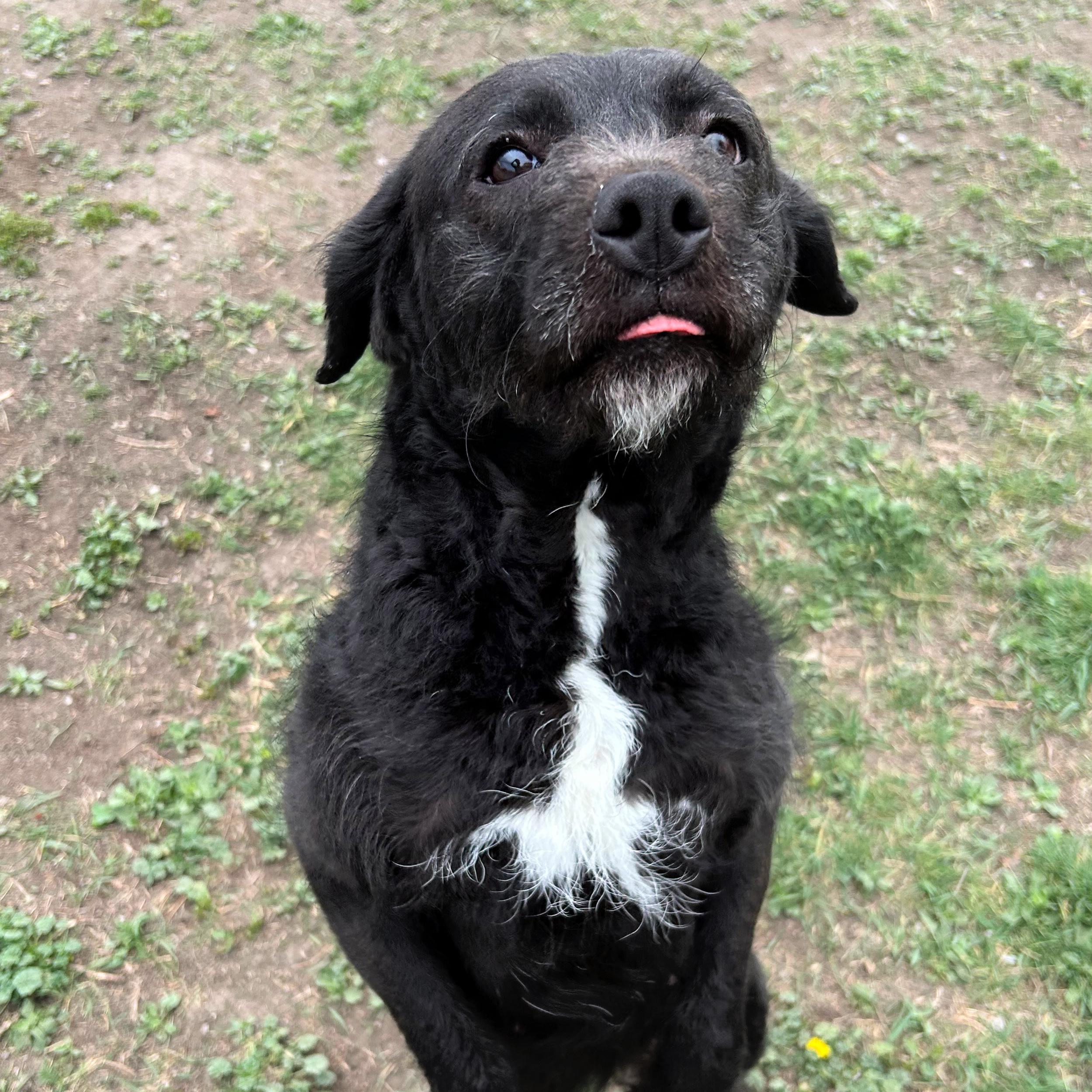 Enlarge Licorice, an adopted Mixed Breed in Lindon, UT image 2/5