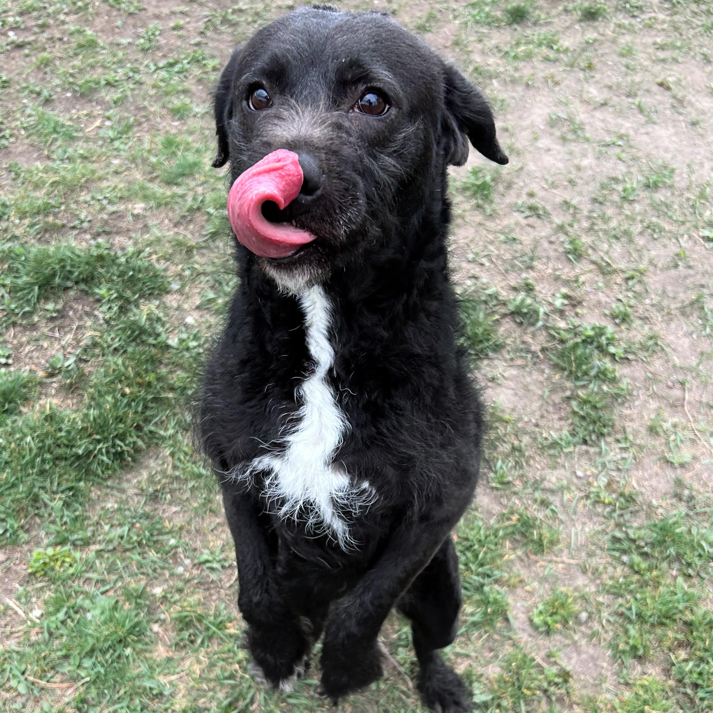 Enlarge Licorice, an adopted Mixed Breed in Lindon, UT image 4/5
