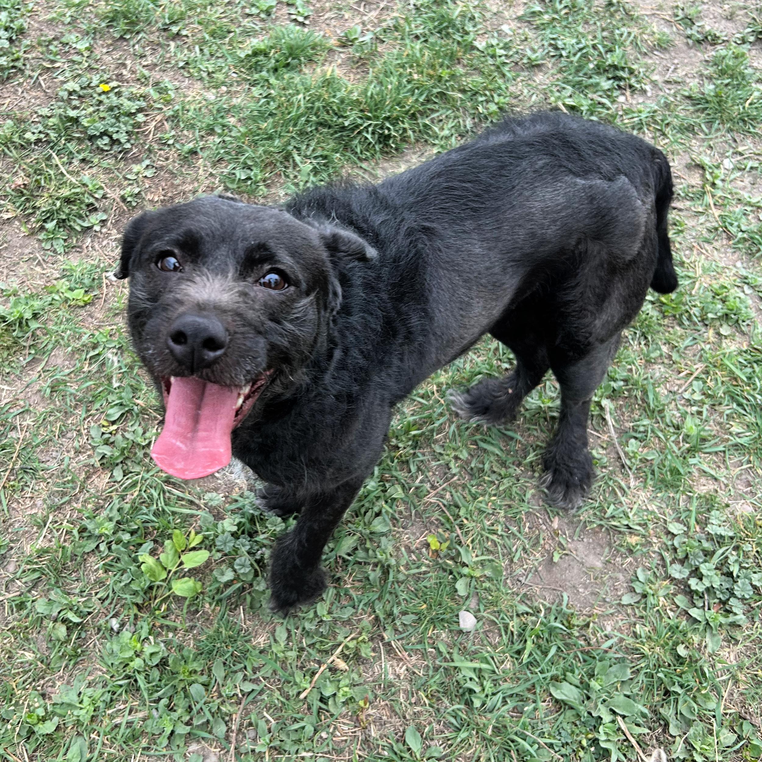 Enlarge Licorice, an adopted Mixed Breed in Lindon, UT image 5/5