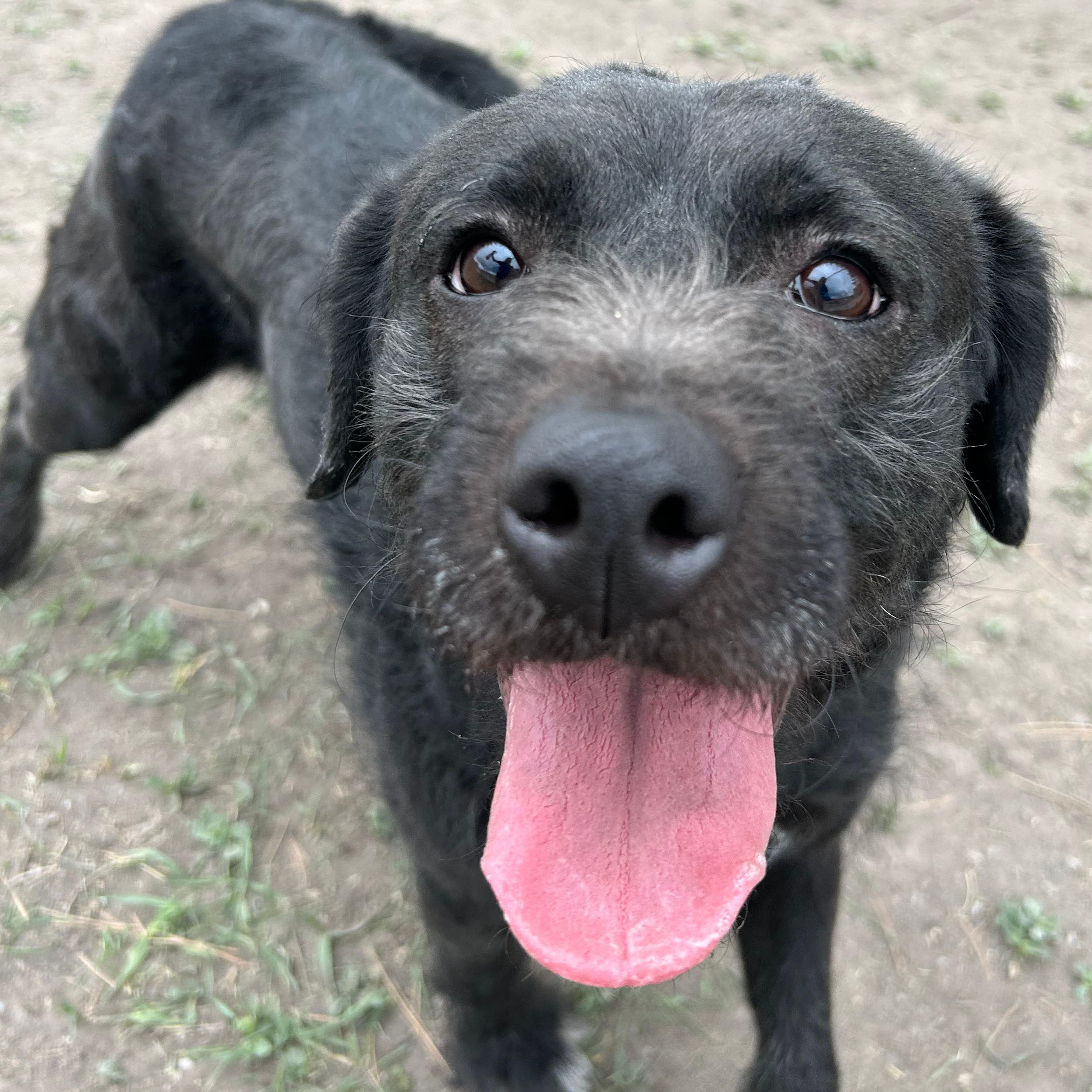 Enlarge Licorice, an adopted Mixed Breed in Lindon, UT image 3/5