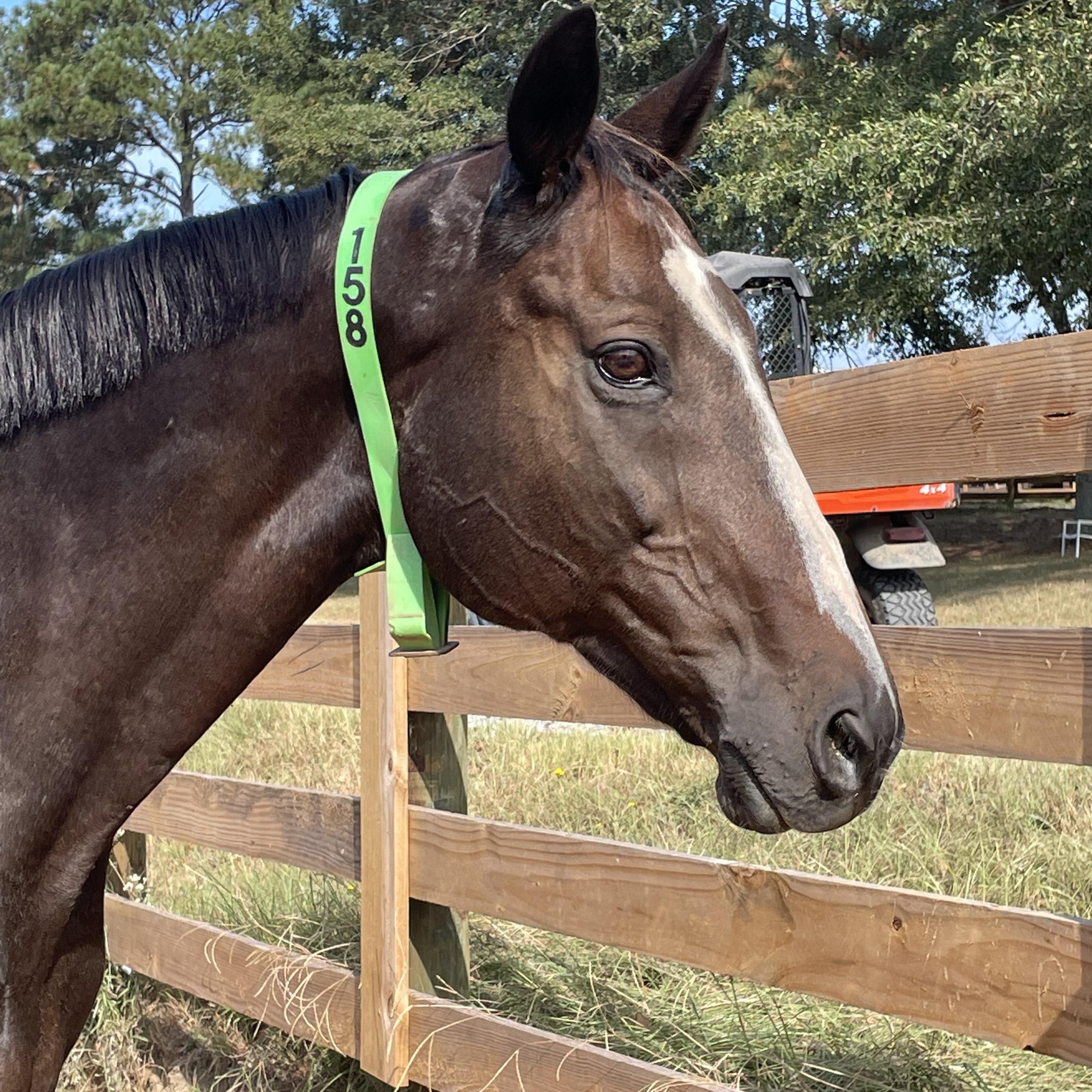 Enlarge Dancemailmandance, a Adoptable Thoroughbred in Aiken, SC image 2/2