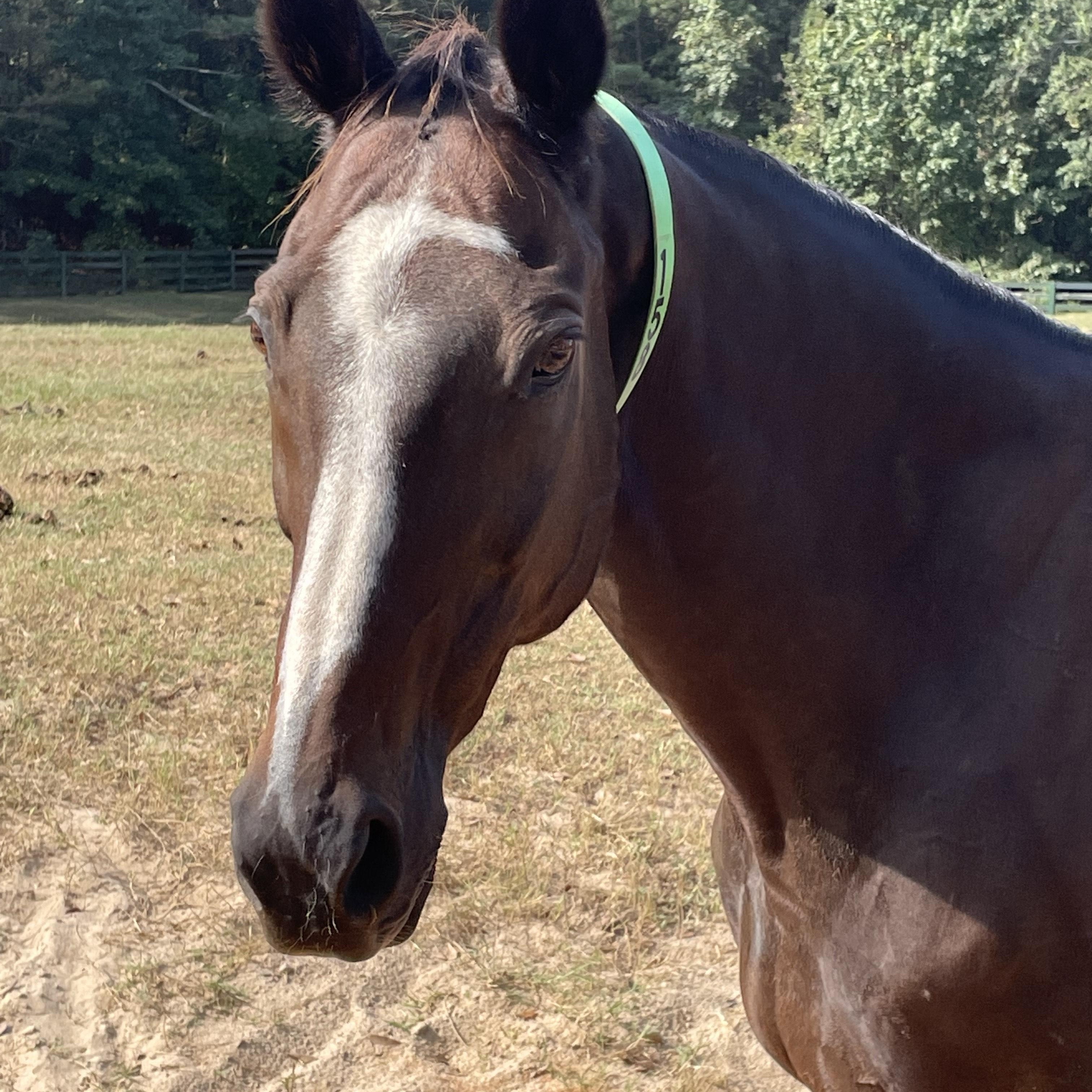 Dancemailmandance, Adoptable, Senior Male Thoroughbred.