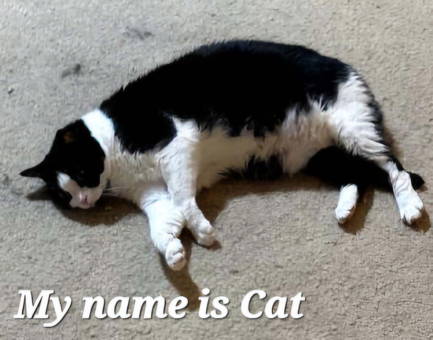 Carmel, Adoptable, Adult Female Tortoiseshell & Domestic Short Hair.