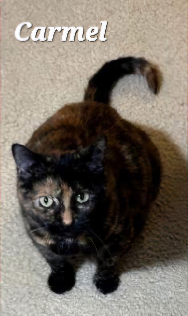 Enlarge Carmel, a Adoptable mixed breed in Longwood, FL image 2/2