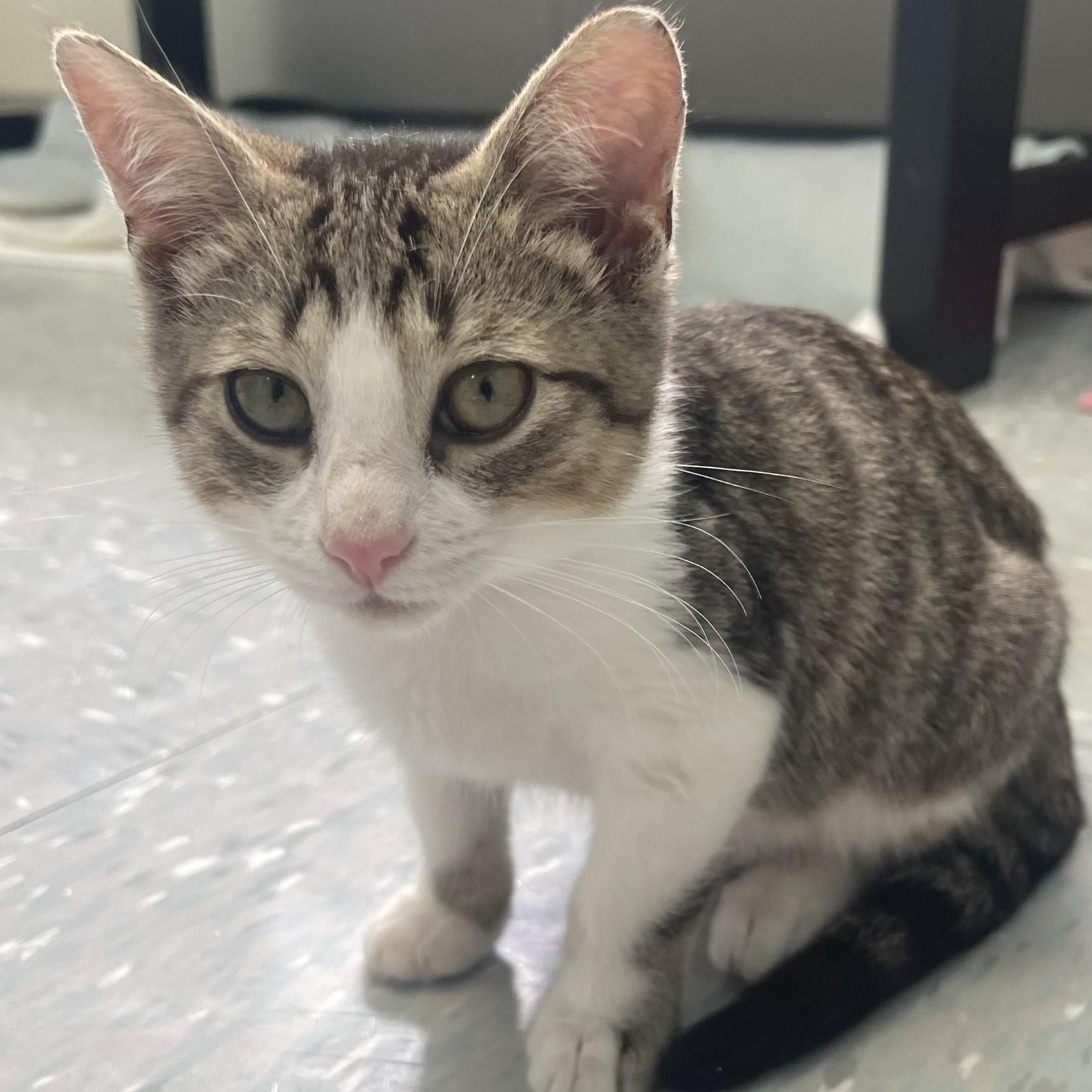 Macaw, ADOPTABLE, Kitten Male Domestic Short Hair.