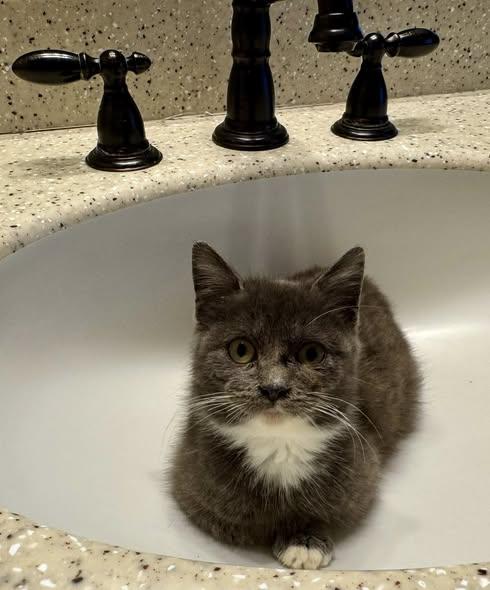 Leo, ADOPTABLE, Young Male Domestic Medium Hair.