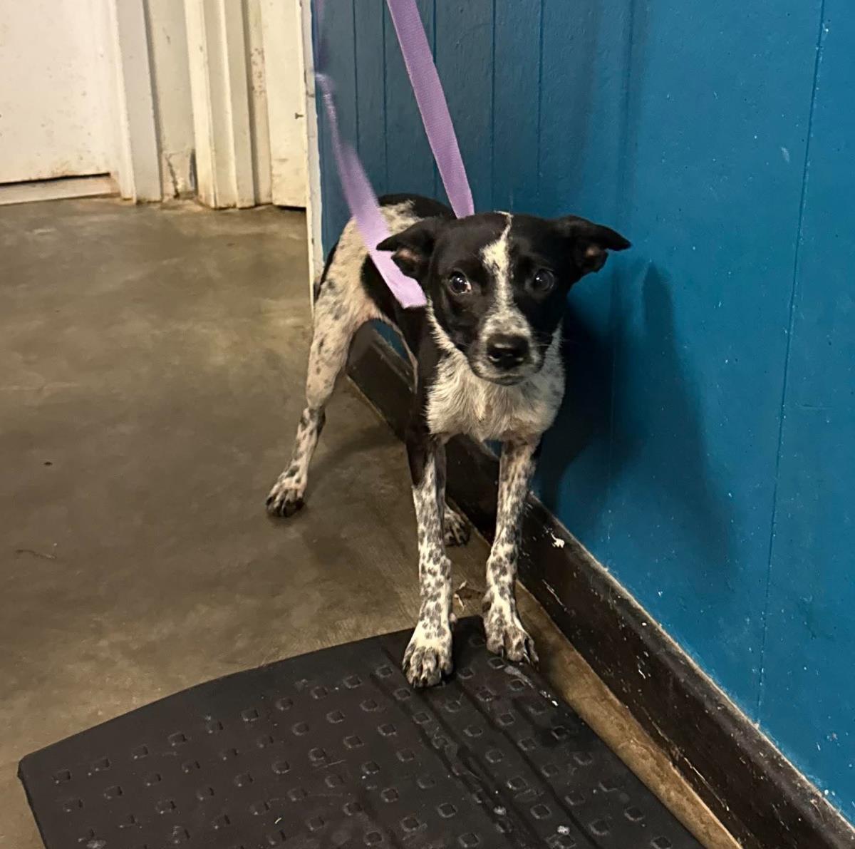 Faith, Adoptable, Young Female Chihuahua.