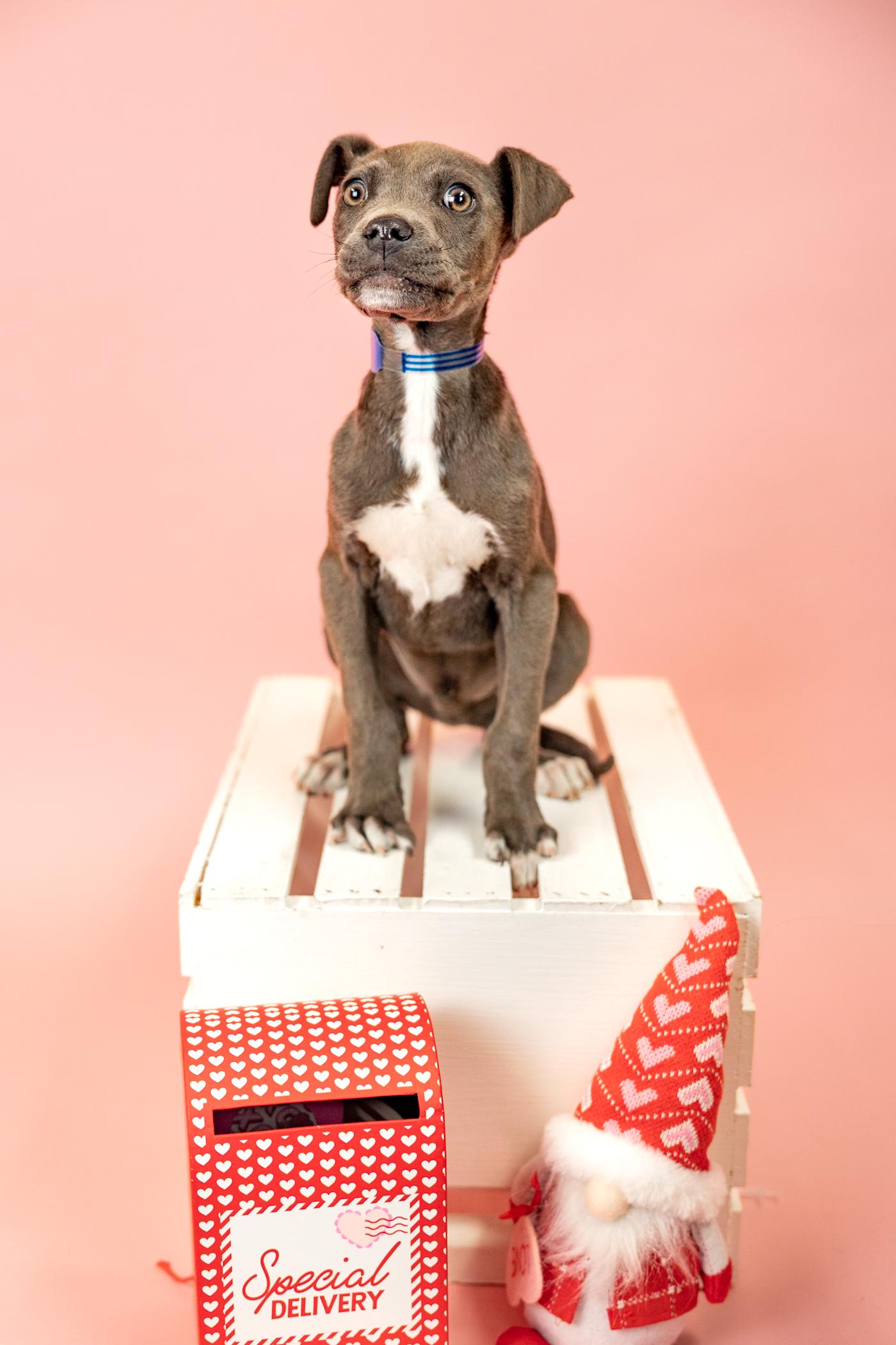 Enlarge 119-26, a ADOPTABLE mixed breed in Brighton, CO image 1/1
