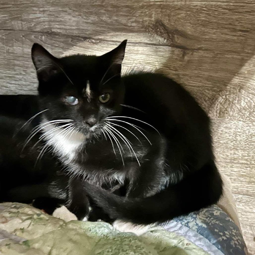 Trevor Travis Miller, Adoptable, Young Male Domestic Short Hair.