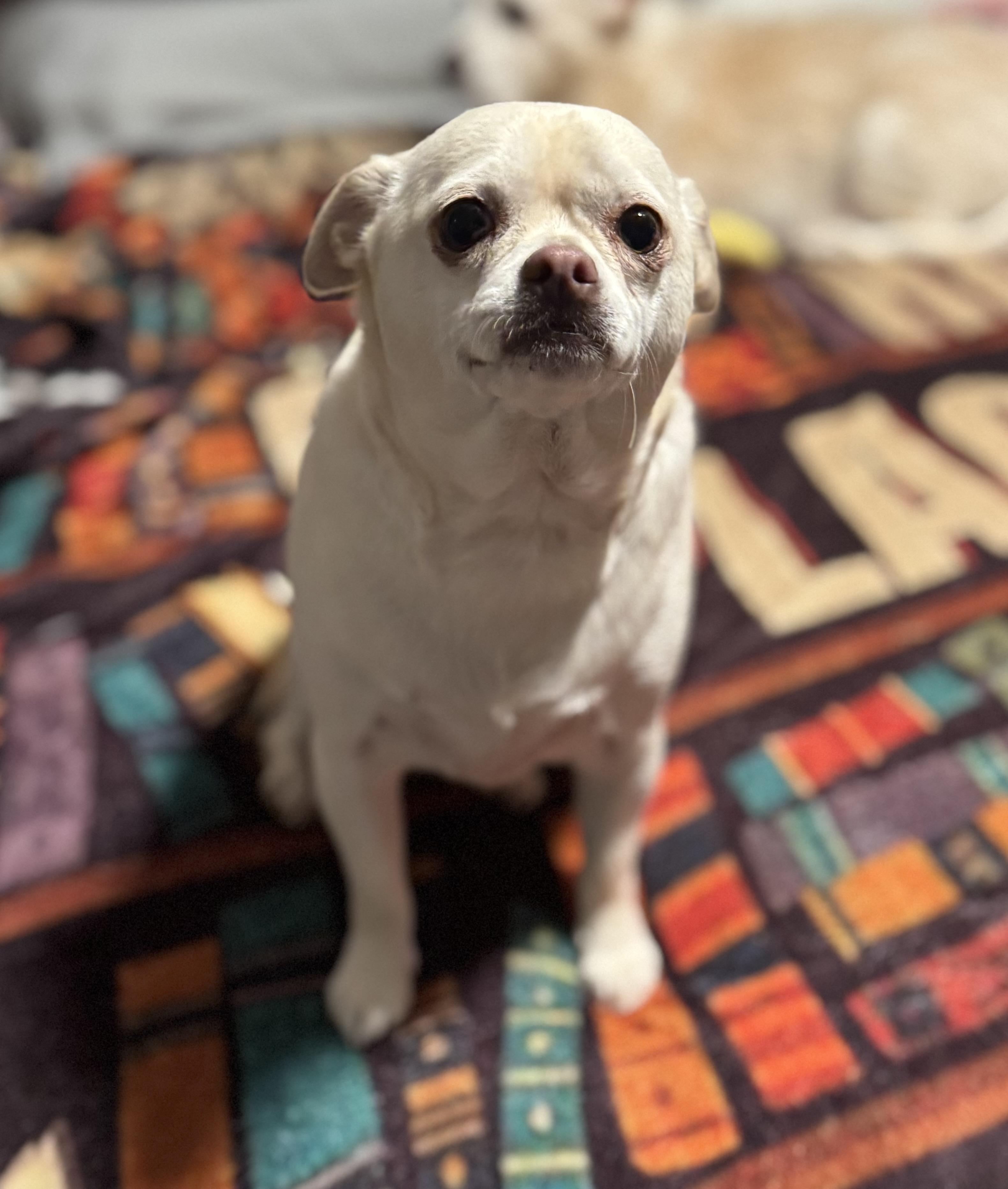 Enlarge Shooter, a Adoptable Chug in Washington, MO image 2/3