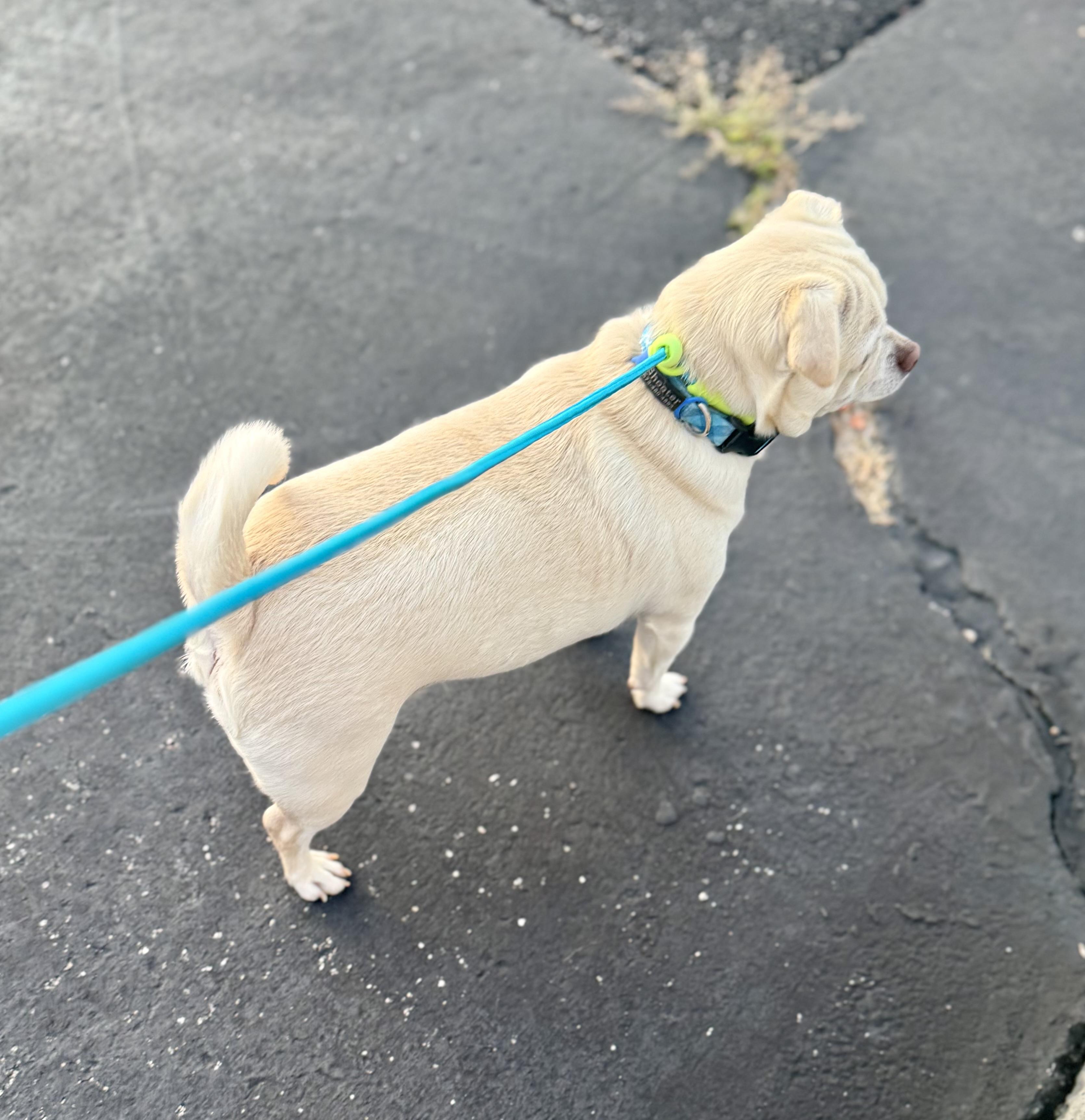 Enlarge Shooter, a Adoptable Chug in Washington, MO image 3/3