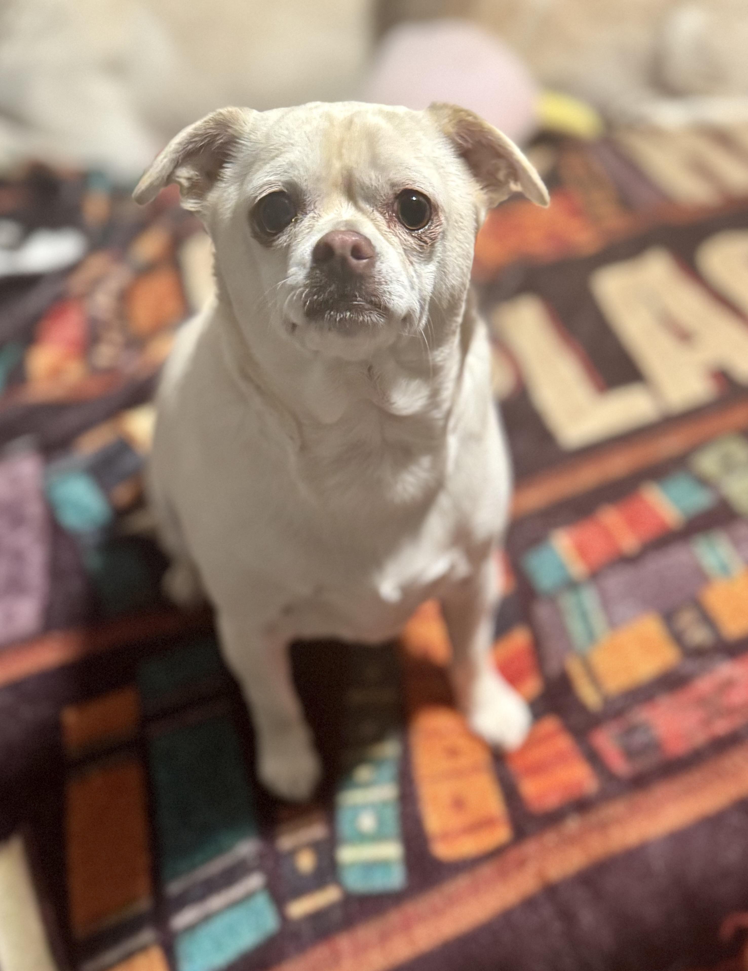 Shooter, Adoptable, Young Male Chug.