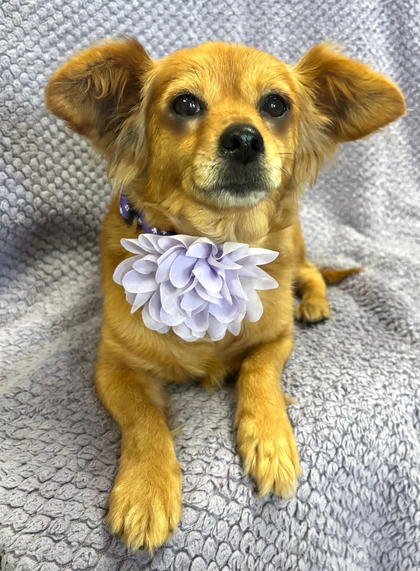 Rosie