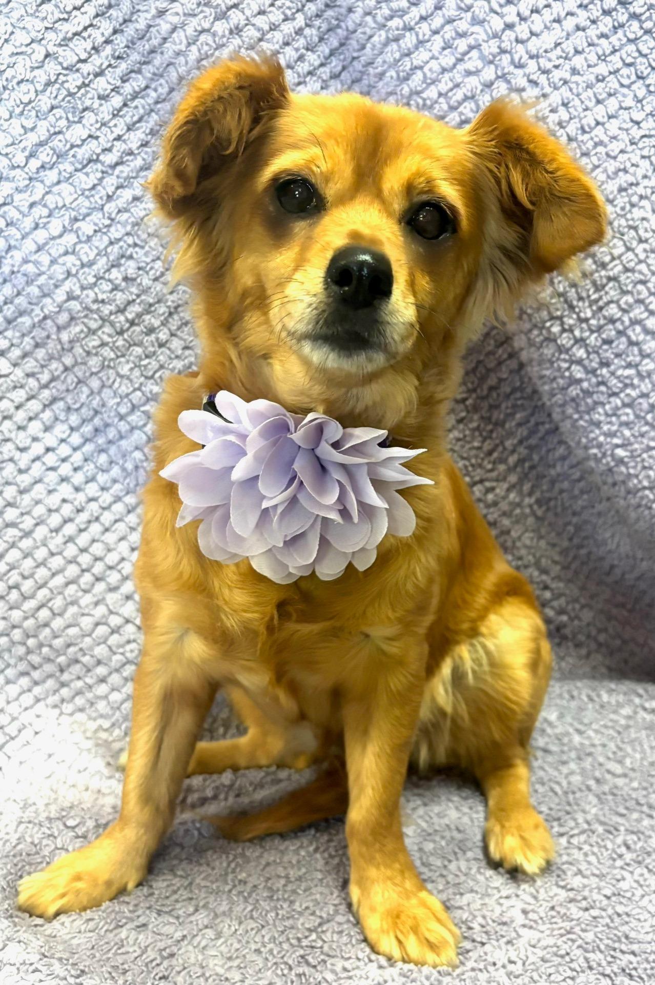 Rosie