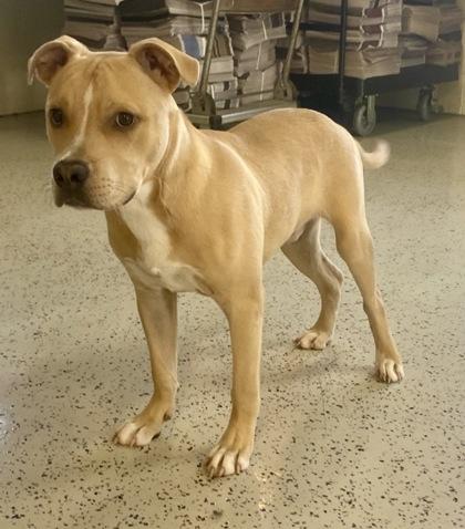Ranger, a ADOPTABLE Pit Bull Terrier in Glasgow, KY image 2/2