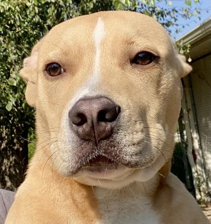 Ranger, ADOPTABLE, Young Male Pit Bull Terrier.