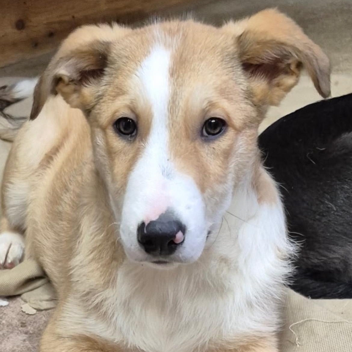 Enlarge The Best Boy , a ADOPTABLE mixed breed in Richmond Hill, ON image 4/6