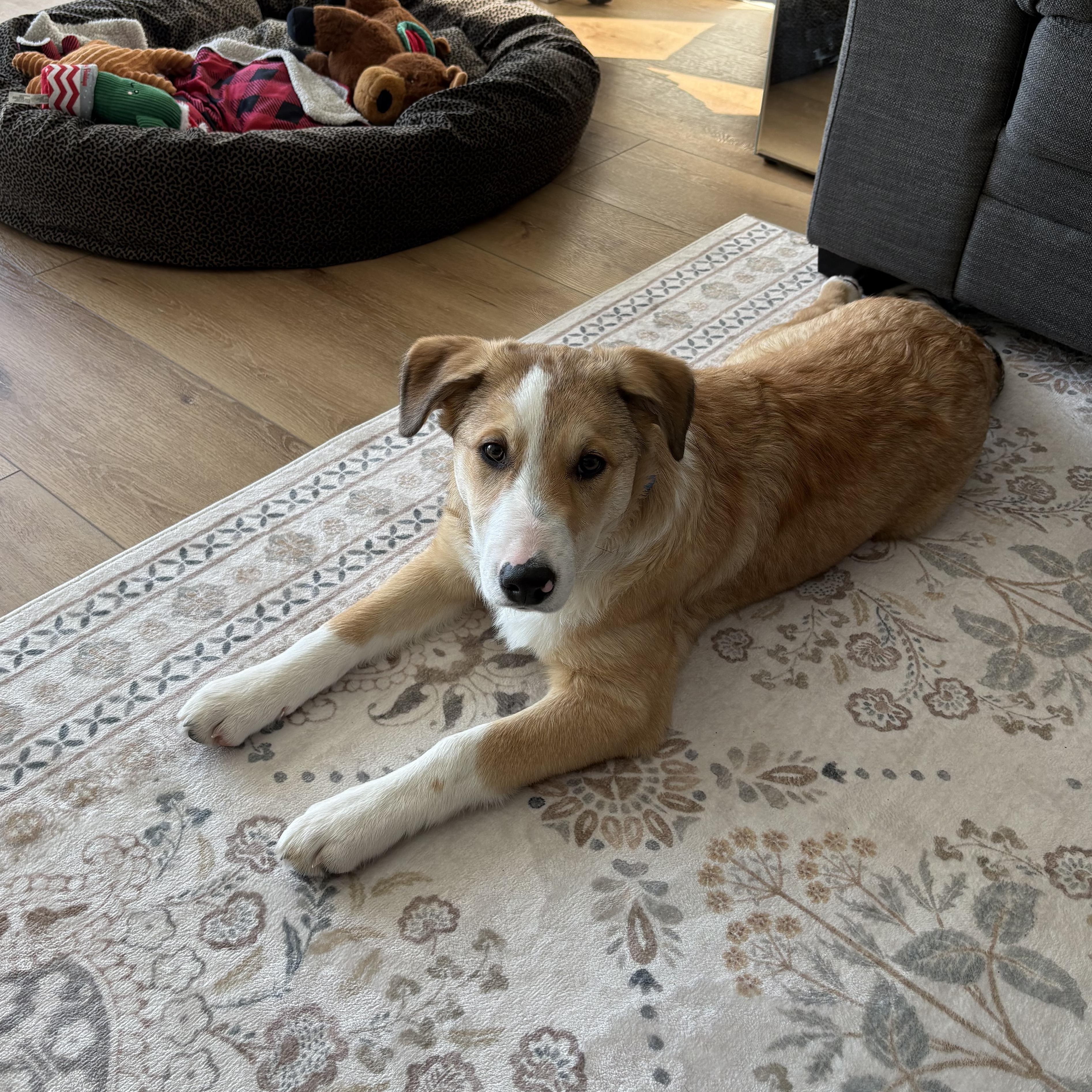 Enlarge The Best Boy , a ADOPTABLE mixed breed in Richmond Hill, ON image 2/6