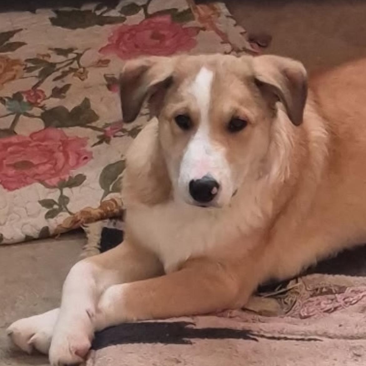 Enlarge The Best Boy , a ADOPTABLE mixed breed in Richmond Hill, ON image 1/6