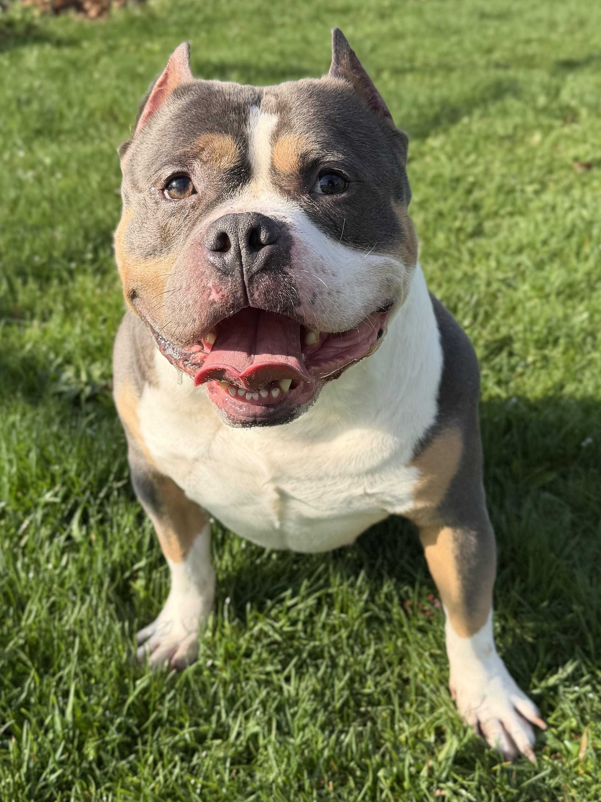 Enlarge Ravioli , a ADOPTABLE mixed breed in Jefferson, WI image 2/4