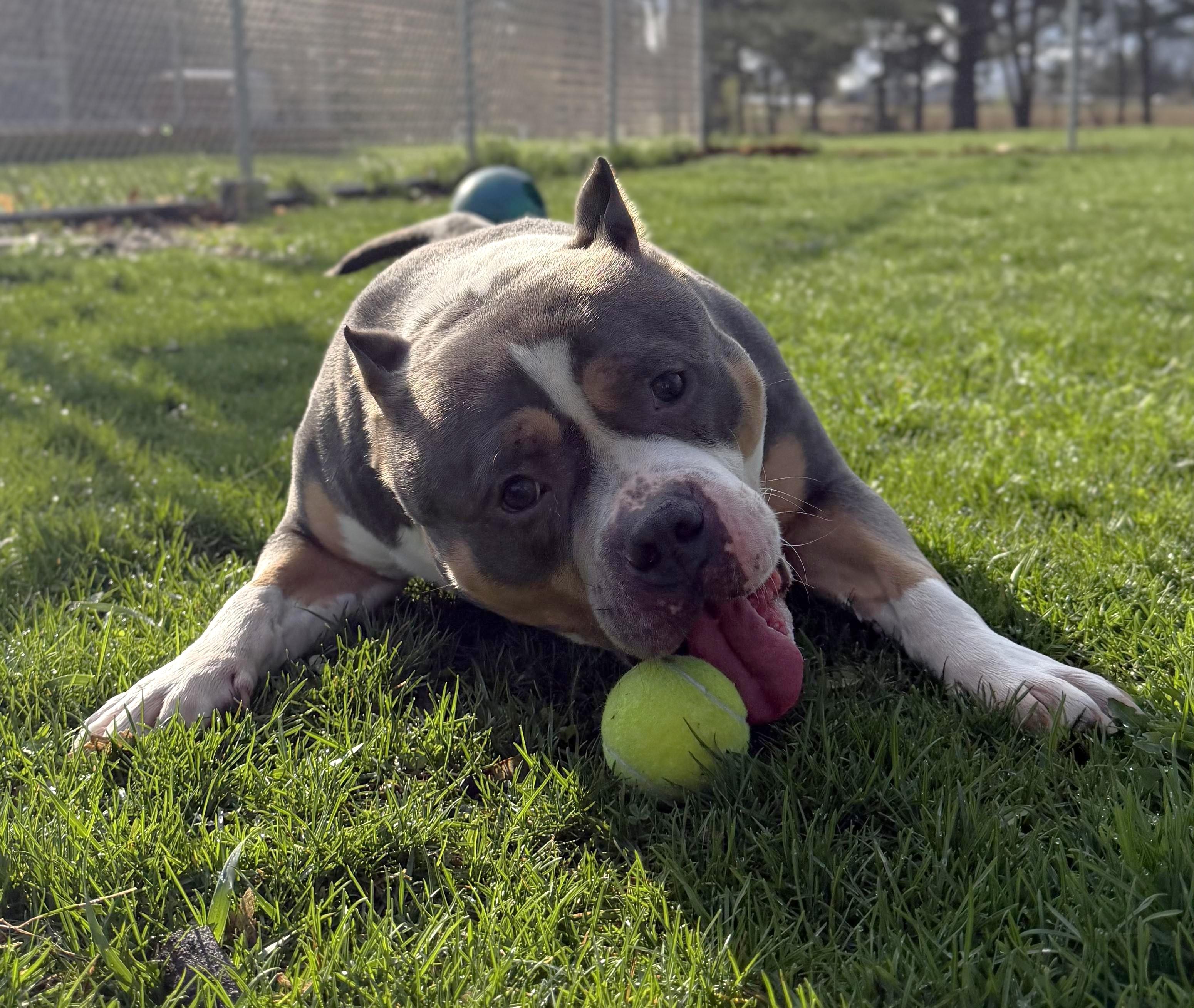 Enlarge Ravioli , a ADOPTABLE mixed breed in Jefferson, WI image 3/4