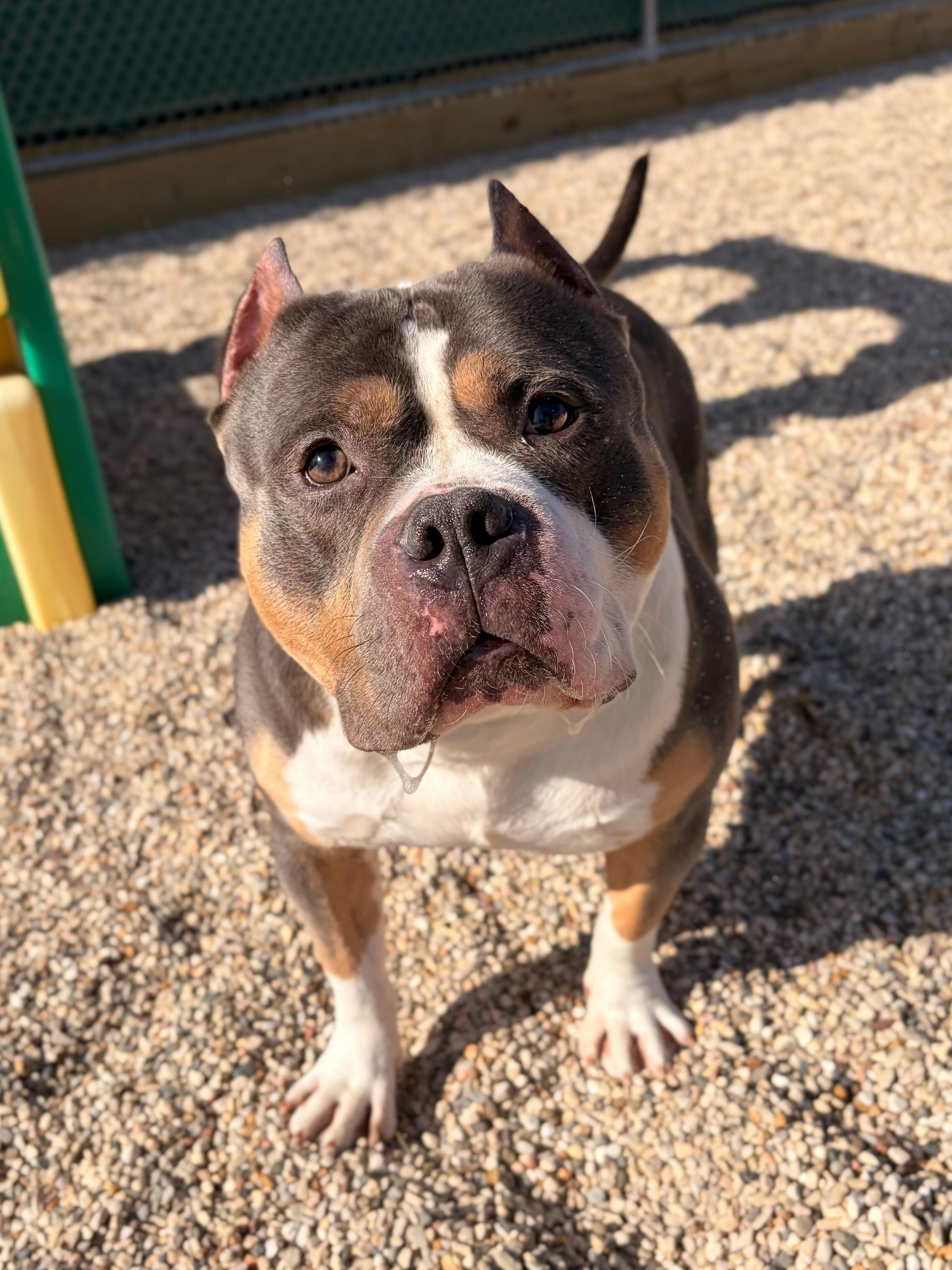 Enlarge Ravioli , a ADOPTABLE mixed breed in Jefferson, WI image 4/4