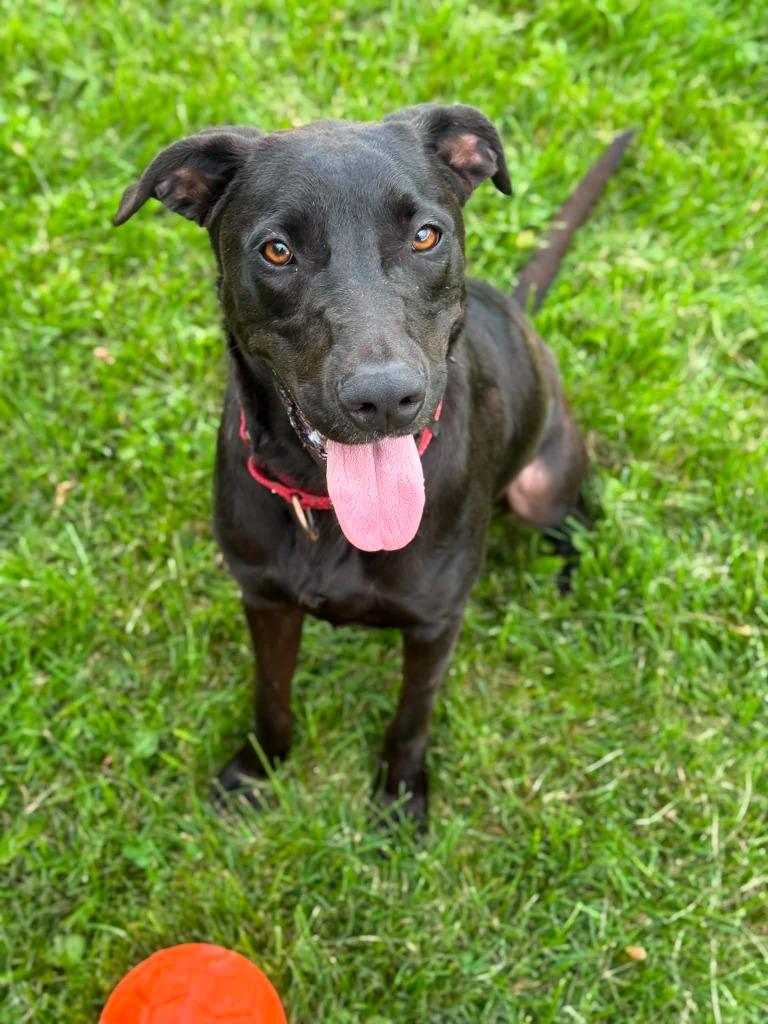 Merv, Adoptable, Young Male Labrador Retriever.