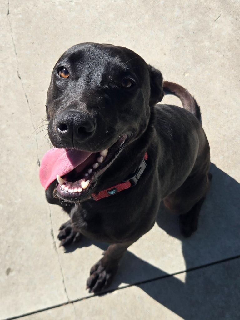 Enlarge Merv, a Adoptable mixed breed in Viroqua, WI image 2/4