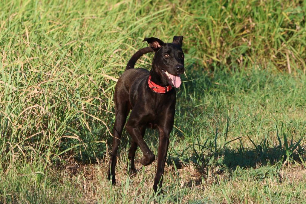 Merv, a Adoptable Labrador Retriever in Viroqua, WI image 2/3
