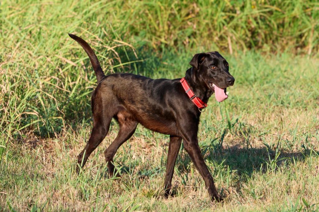 Merv, a Adoptable Labrador Retriever in Viroqua, WI image 3/3