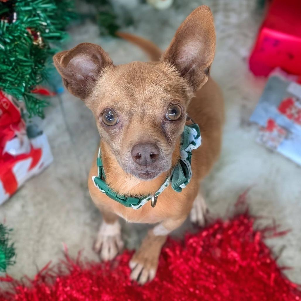 Pedro Pascal, Adoptable, Senior Male Chihuahua.