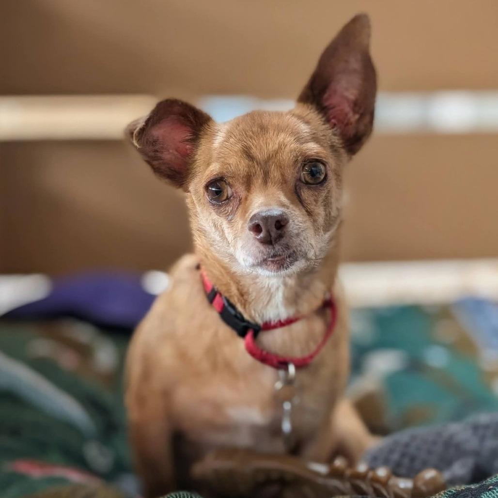 Pedro Pascal, a Adoptable Chihuahua in Katy, TX image 2/5