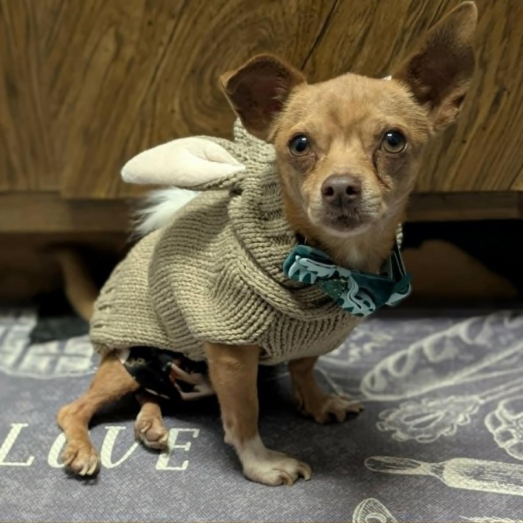 Enlarge Pedro Pascal, a Adoptable Chihuahua in Katy, TX image 2/4