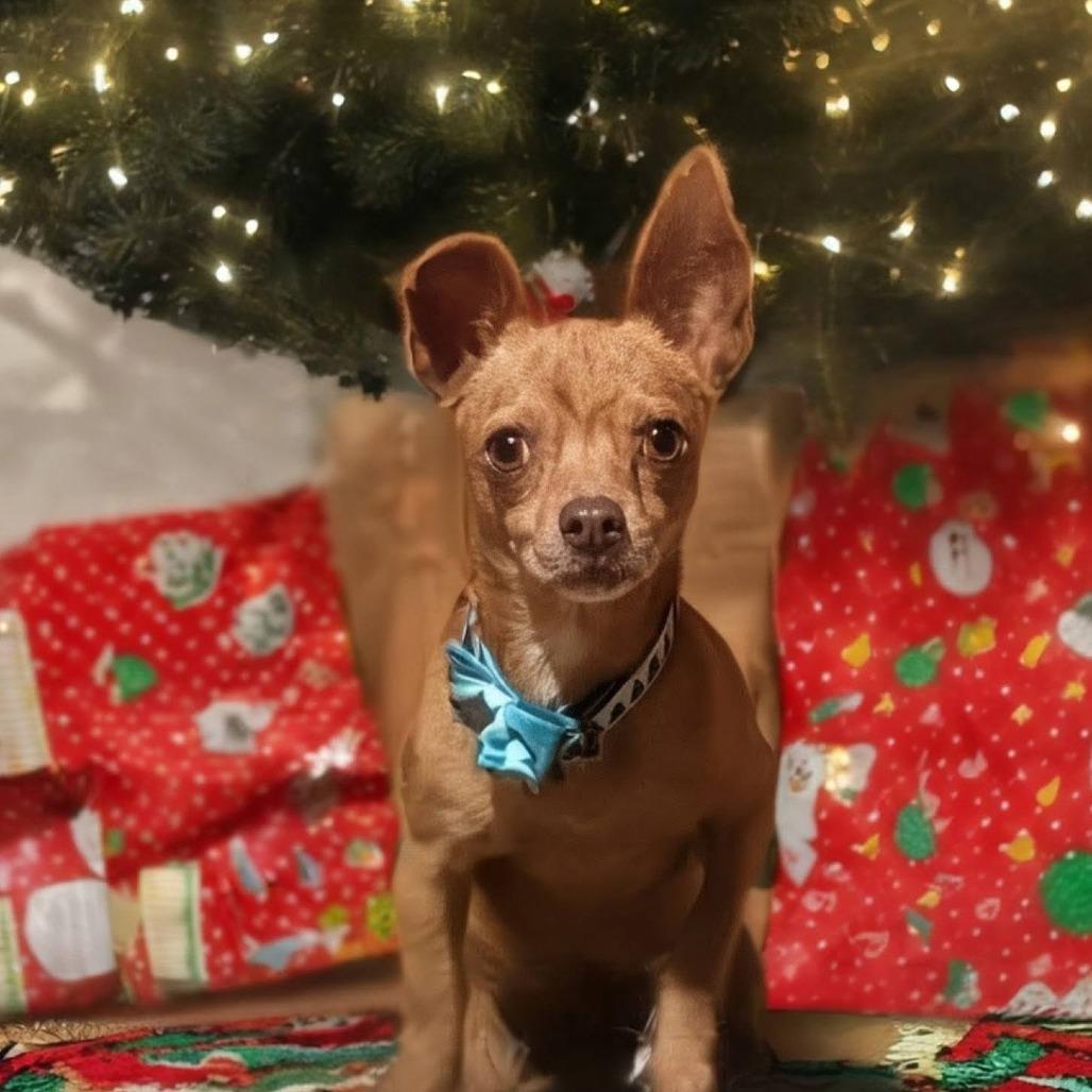 Enlarge Pedro Pascal, a Adoptable Chihuahua in Katy, TX image 3/4